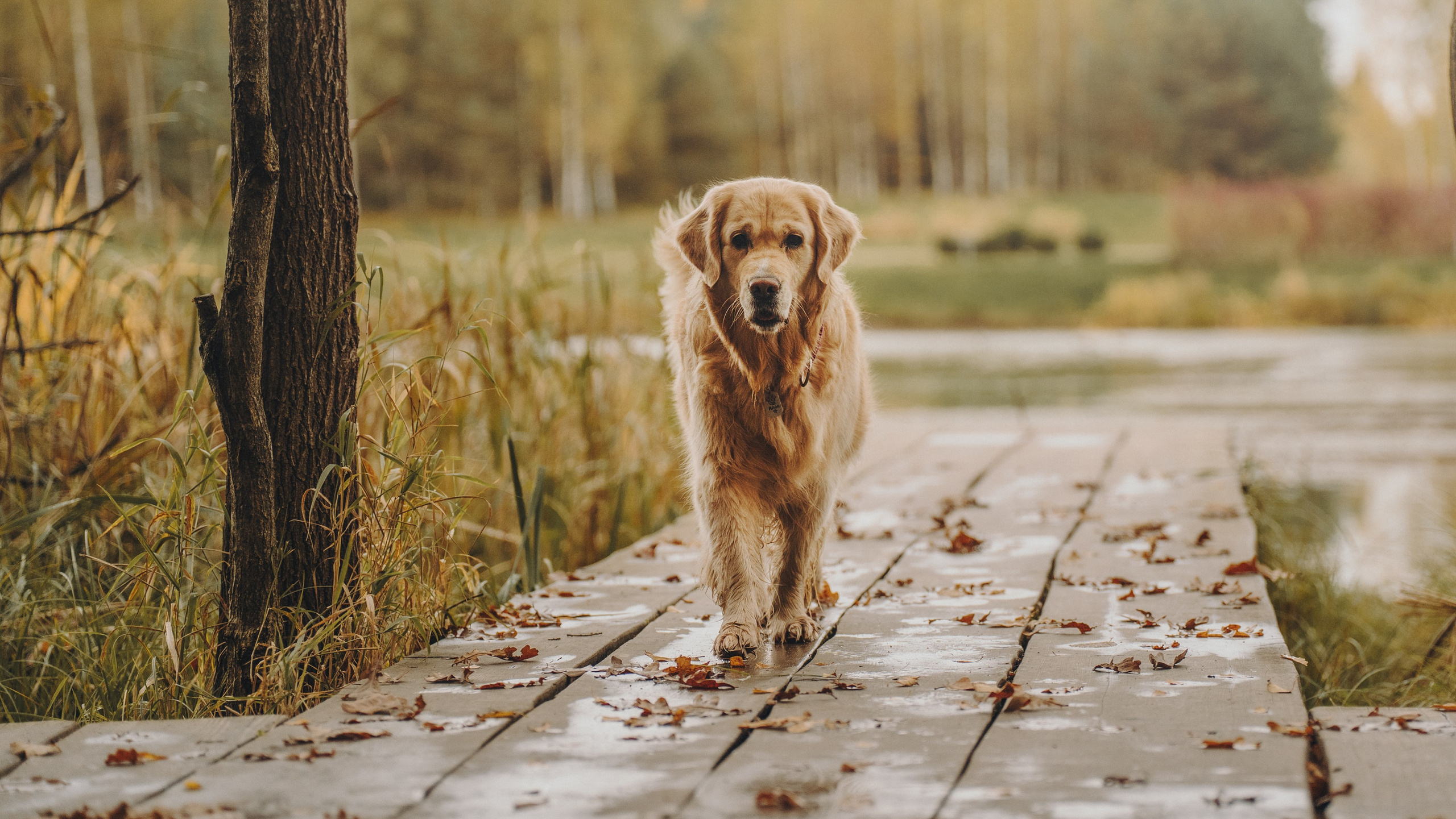 Анастасия и Айза. Фотограф анималист в Москве и Санкт-Петербурге Свиридова Анна