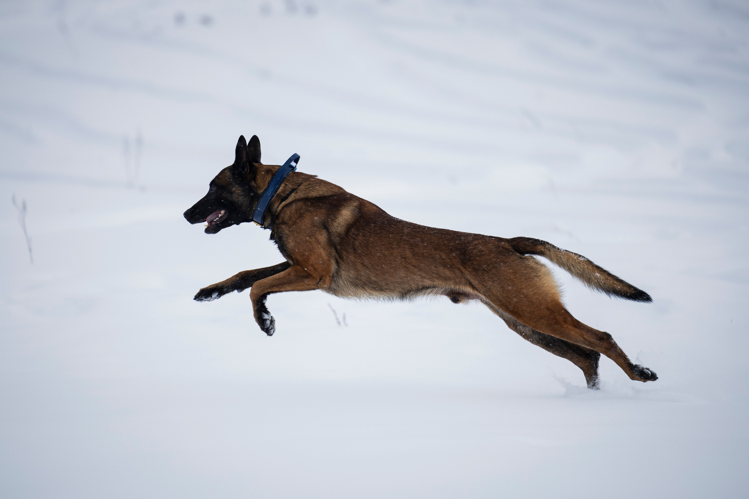 Рики. Фотограф-анималист Анна Маринич