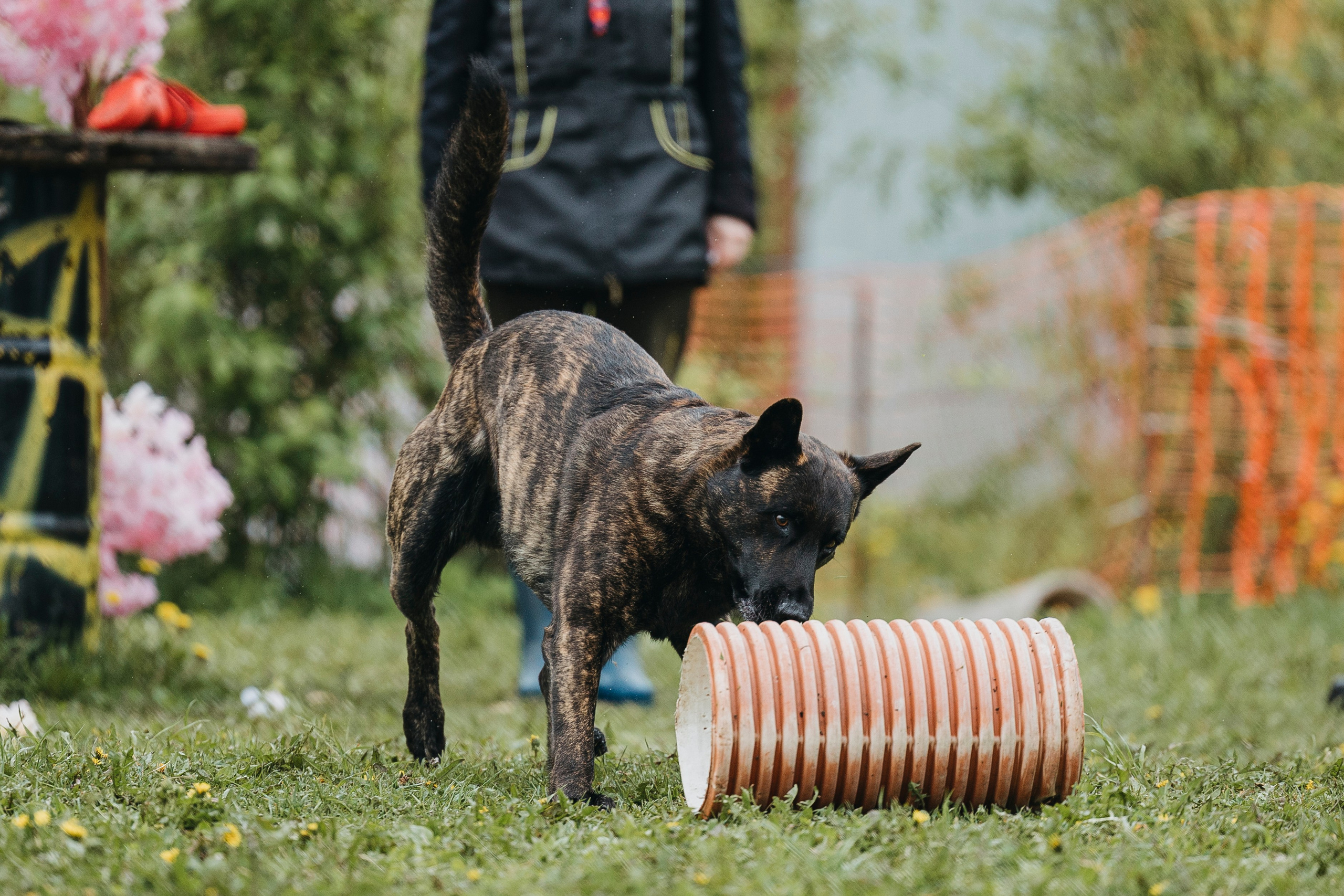 26.05.25 г. Пушкин квалификационные соревнования. Фотограф-анималист Анна Маринич