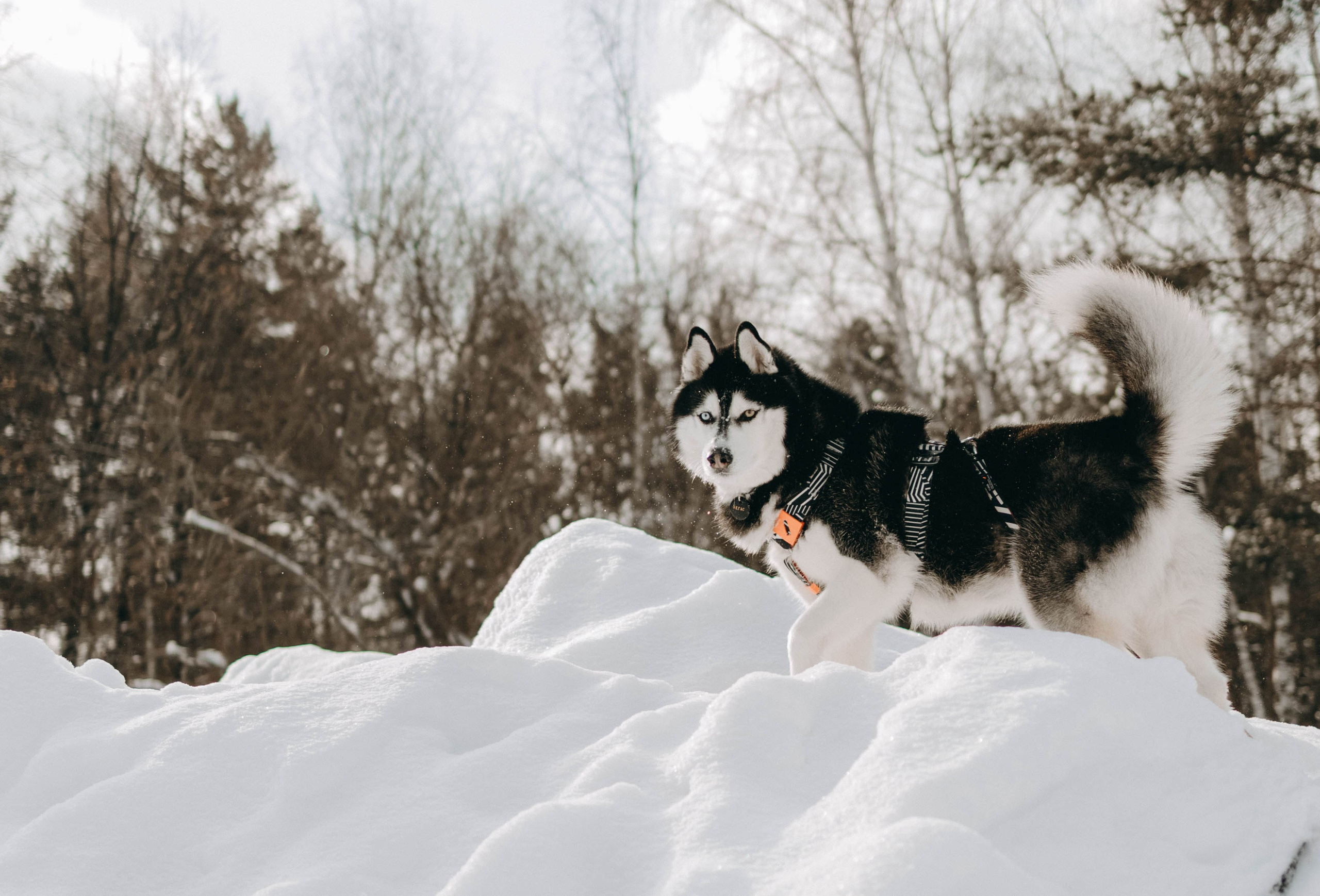 Анна и Вегас. Фотограф-анималист в Екатеринбурге | Кристина