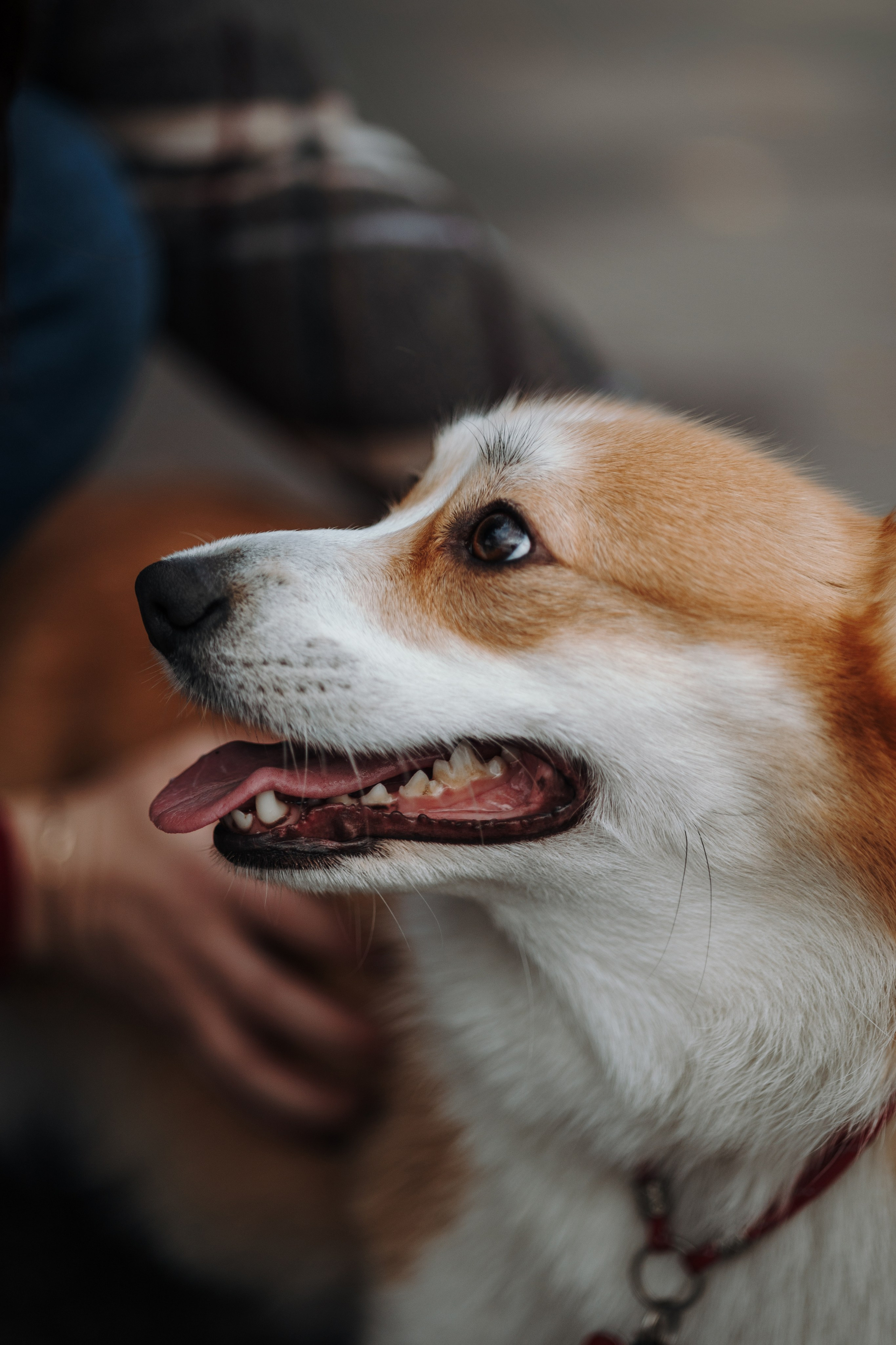 Юля и Терри. Фотограф — Анималист | Санкт-Петербург