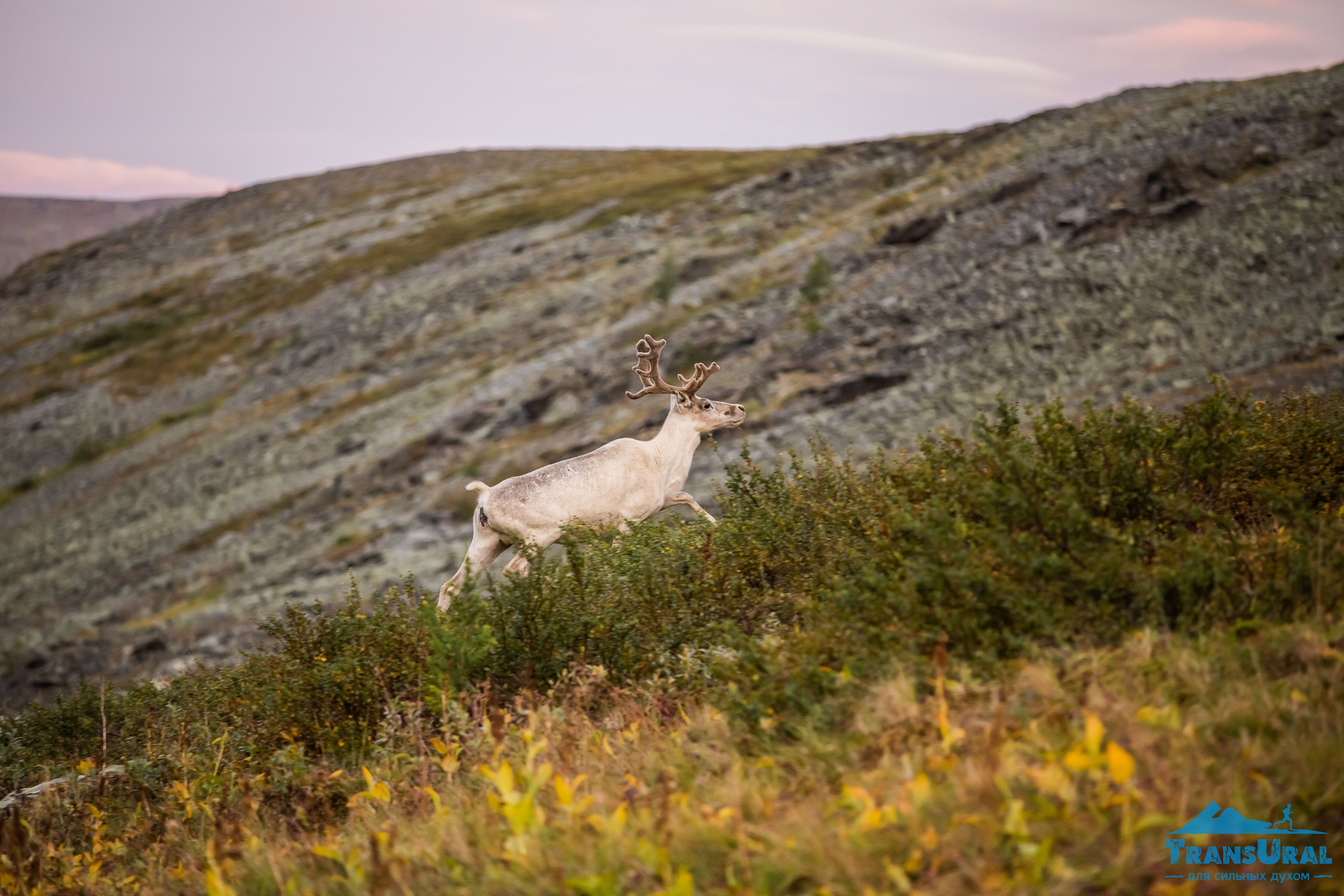 Полярный Урал. Авторские туры с профессиональным фотографом
