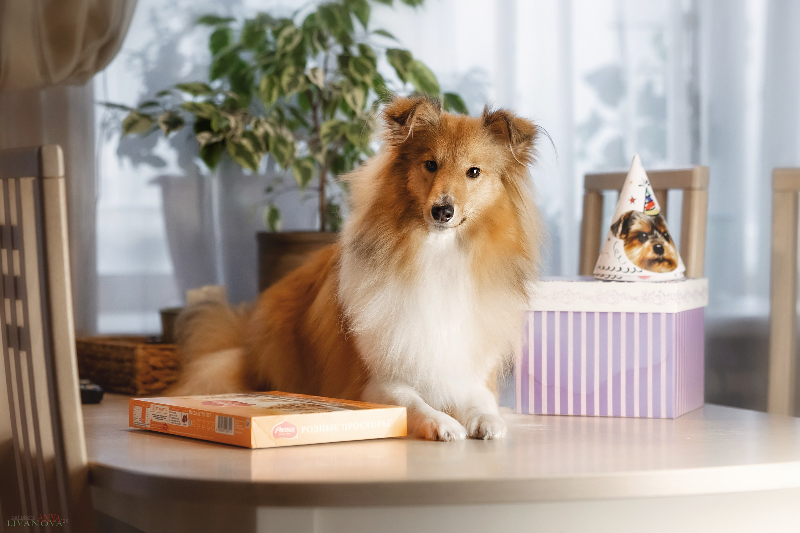 Ника. Фотограф анималист Аня Ливанова | Рыбинск