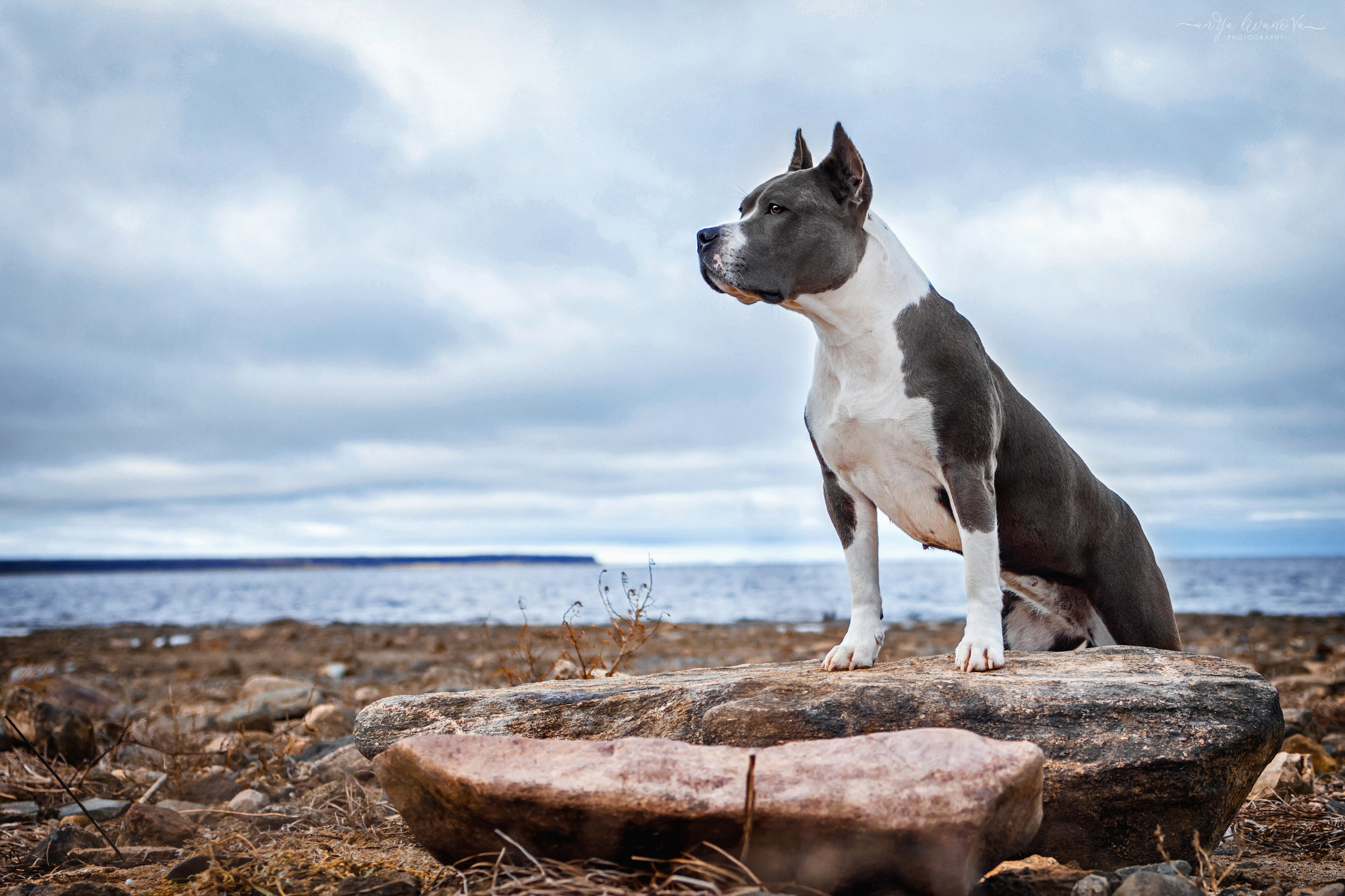 Деля. Фотограф анималист Аня Ливанова | Рыбинск