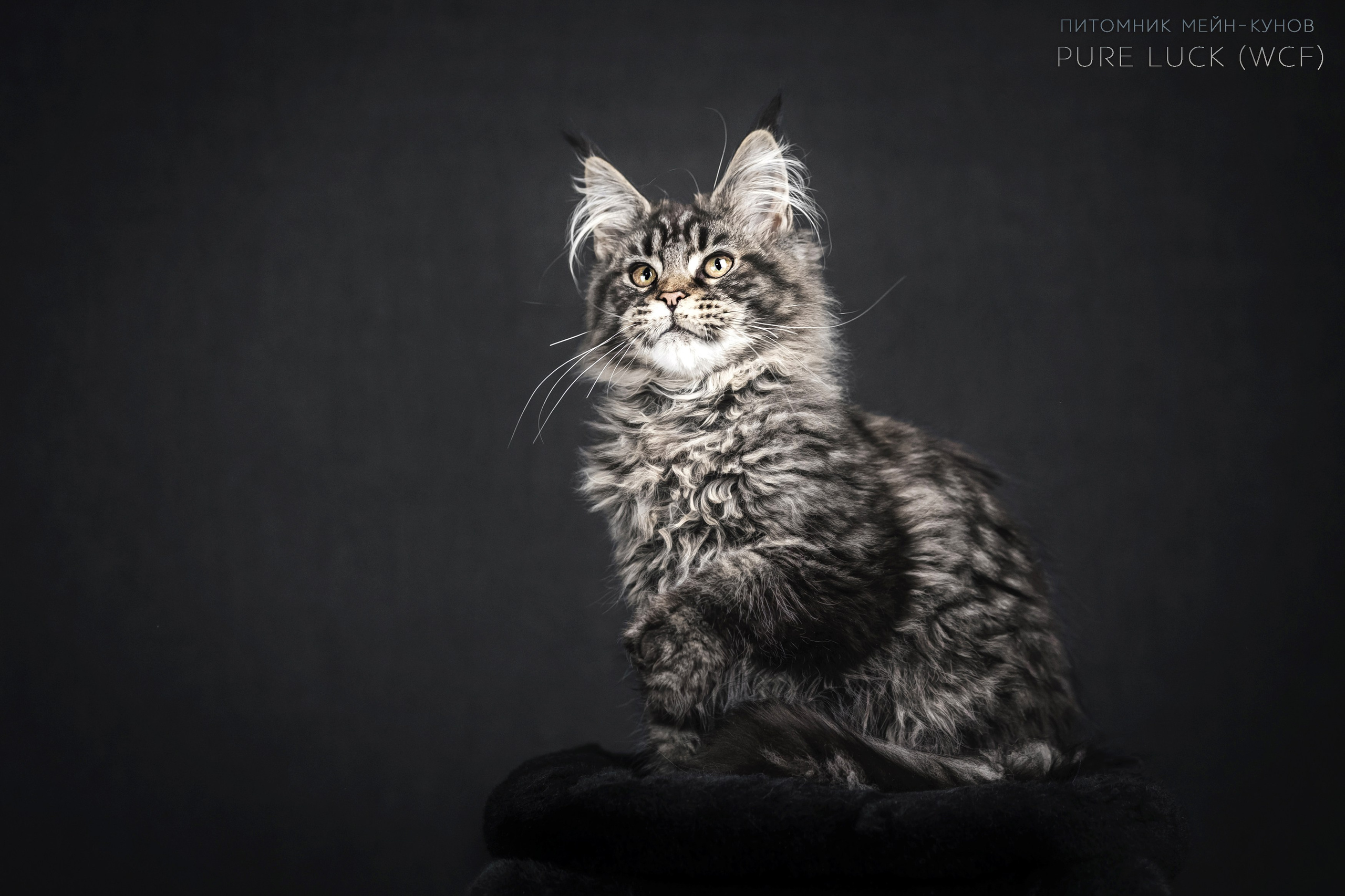 Куны. Фотограф анималист Аня Ливанова | Рыбинск