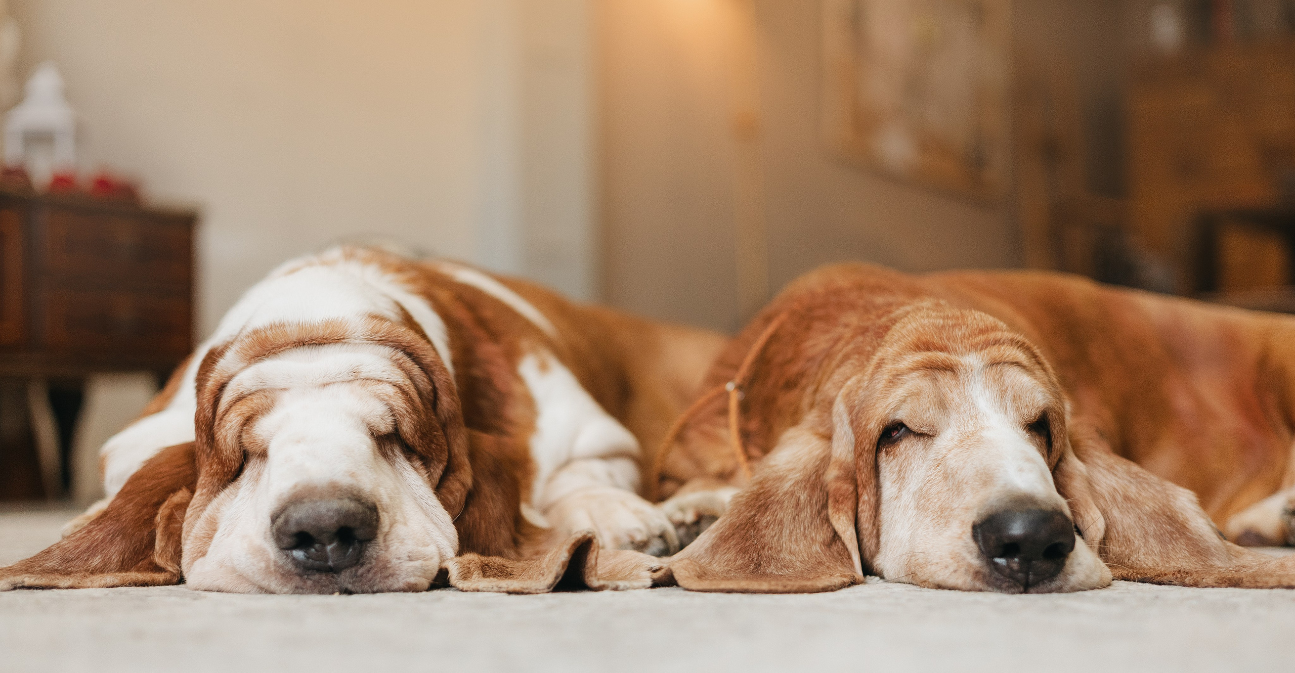 Фотограф животных Евгения Верцинская