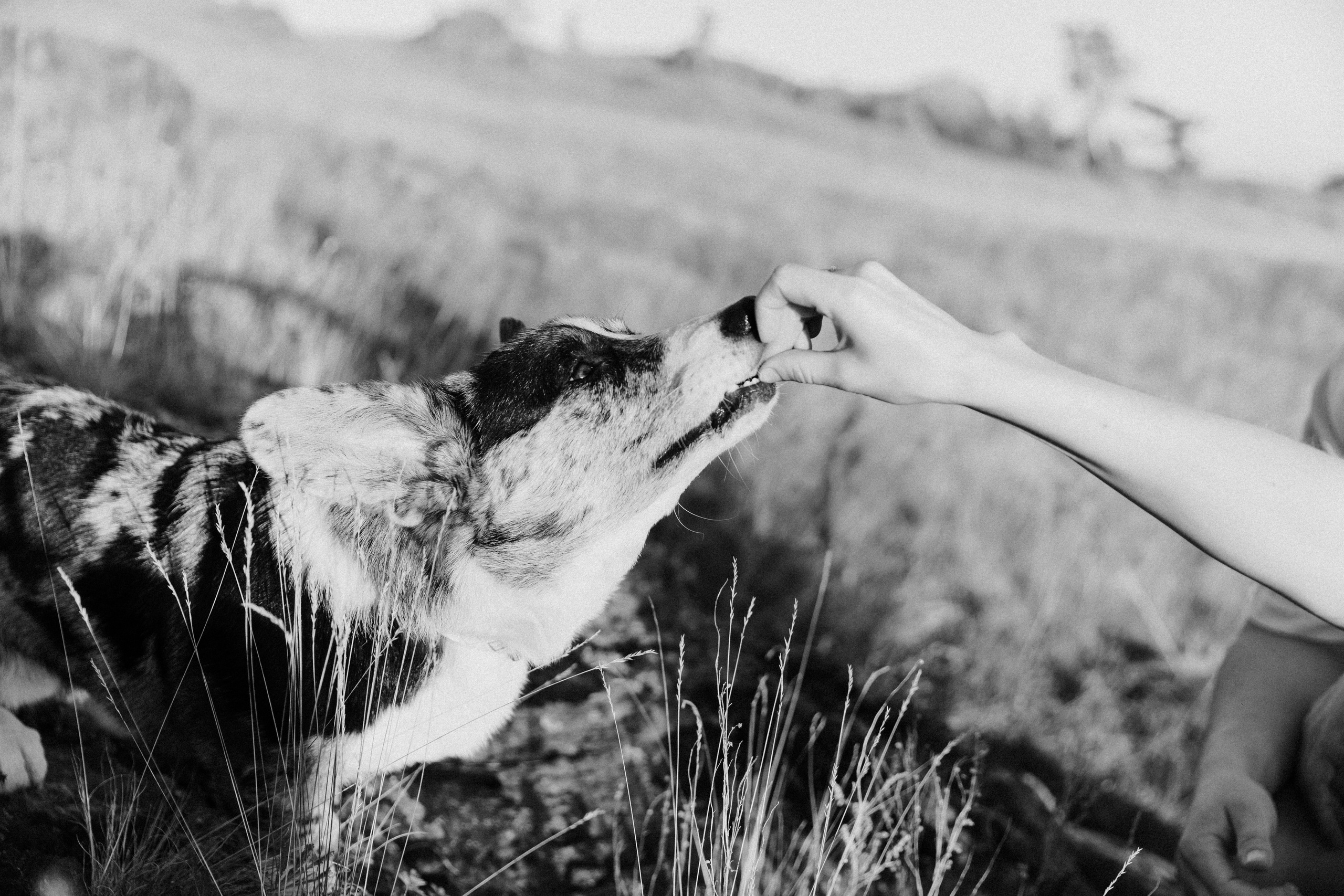 За городом. Свадебный и семейный фотограф в Екатеринбурге Катя Буряк