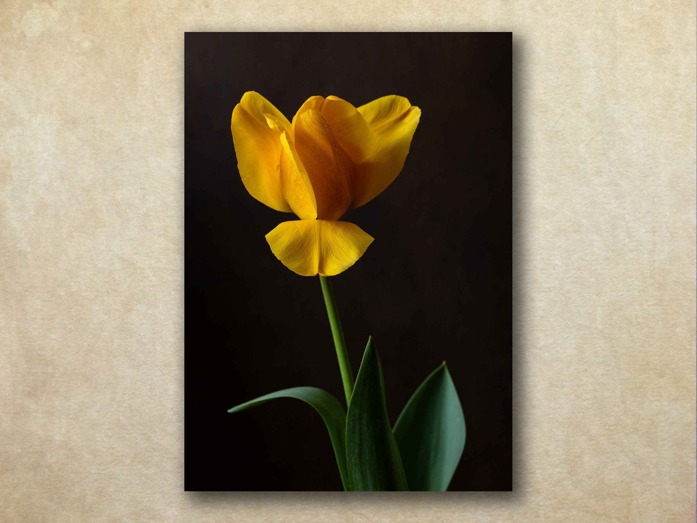 Butterfly. Author’s fine art prints with international delivery