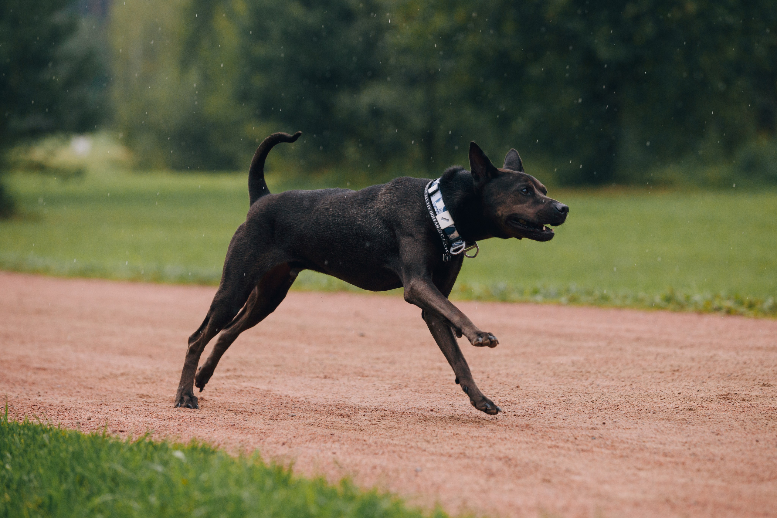 Рэкс, Лена и Вова в Мещерском. Фотограф анималист Кристина Карпова, Москва