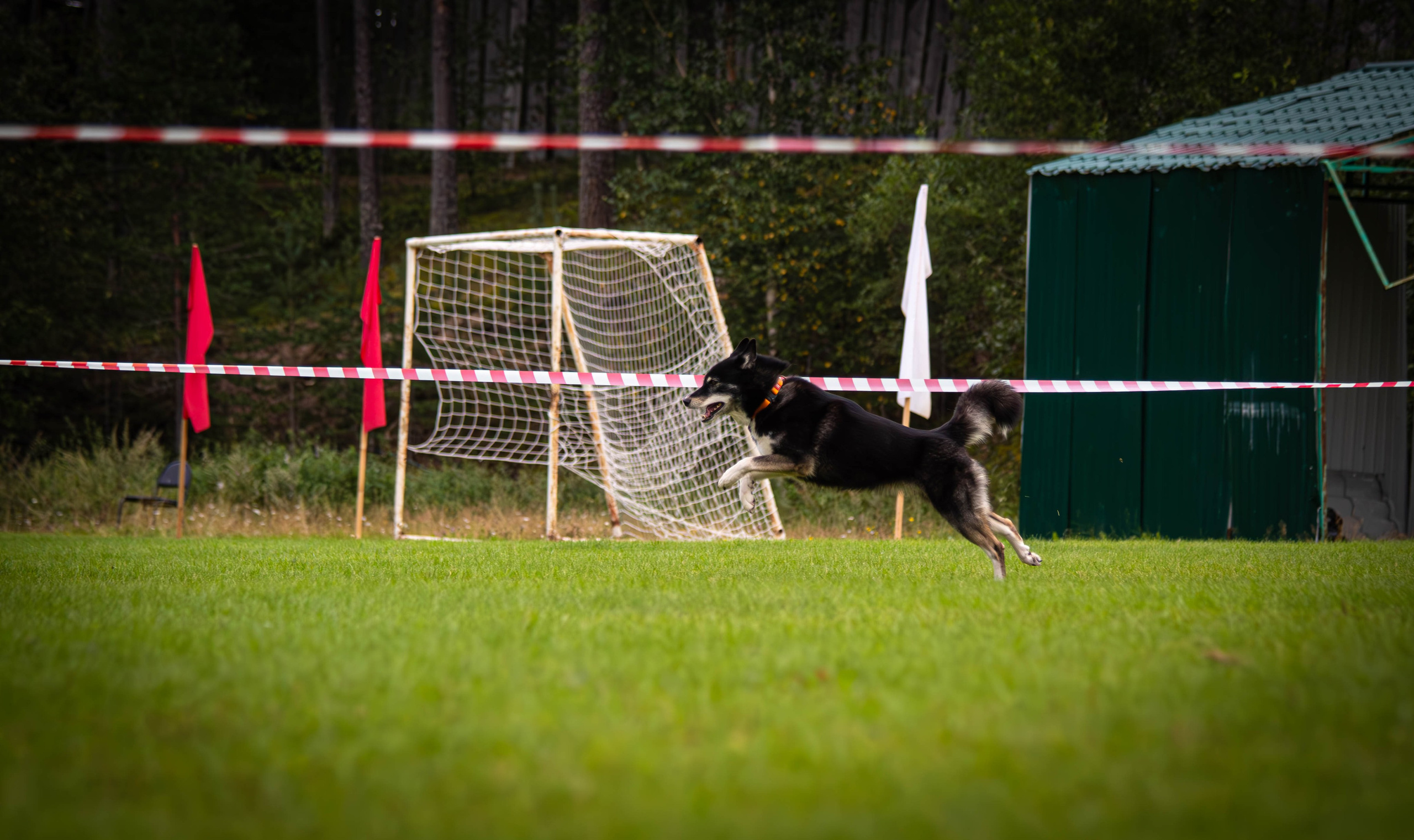 Фотограф анималист репортаж. Фотограф анималист — Тула, Москва