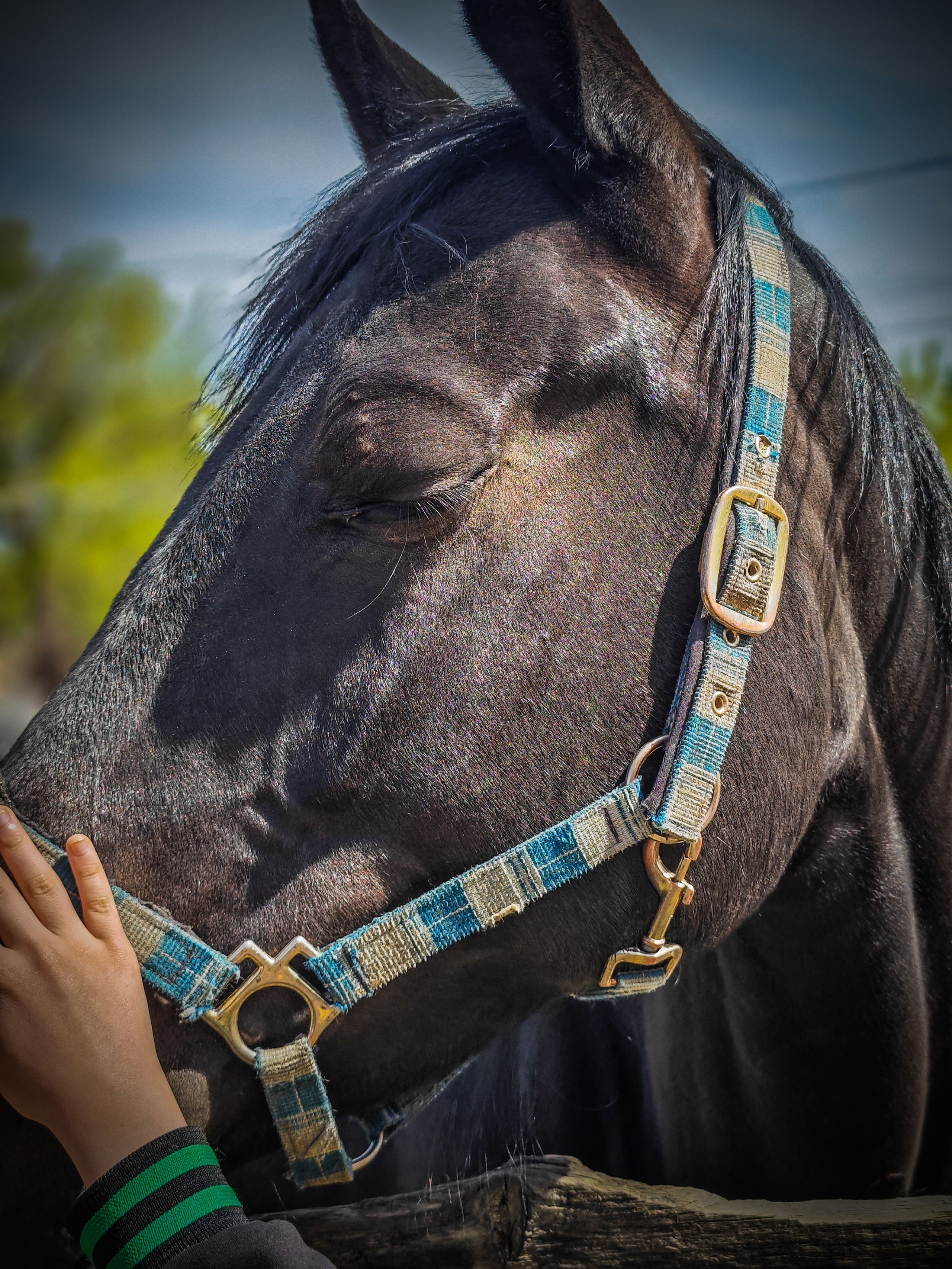 Красноярский ипподром. Открытие сезона 2025. Игорь Урывский. Фотограф Красноярск