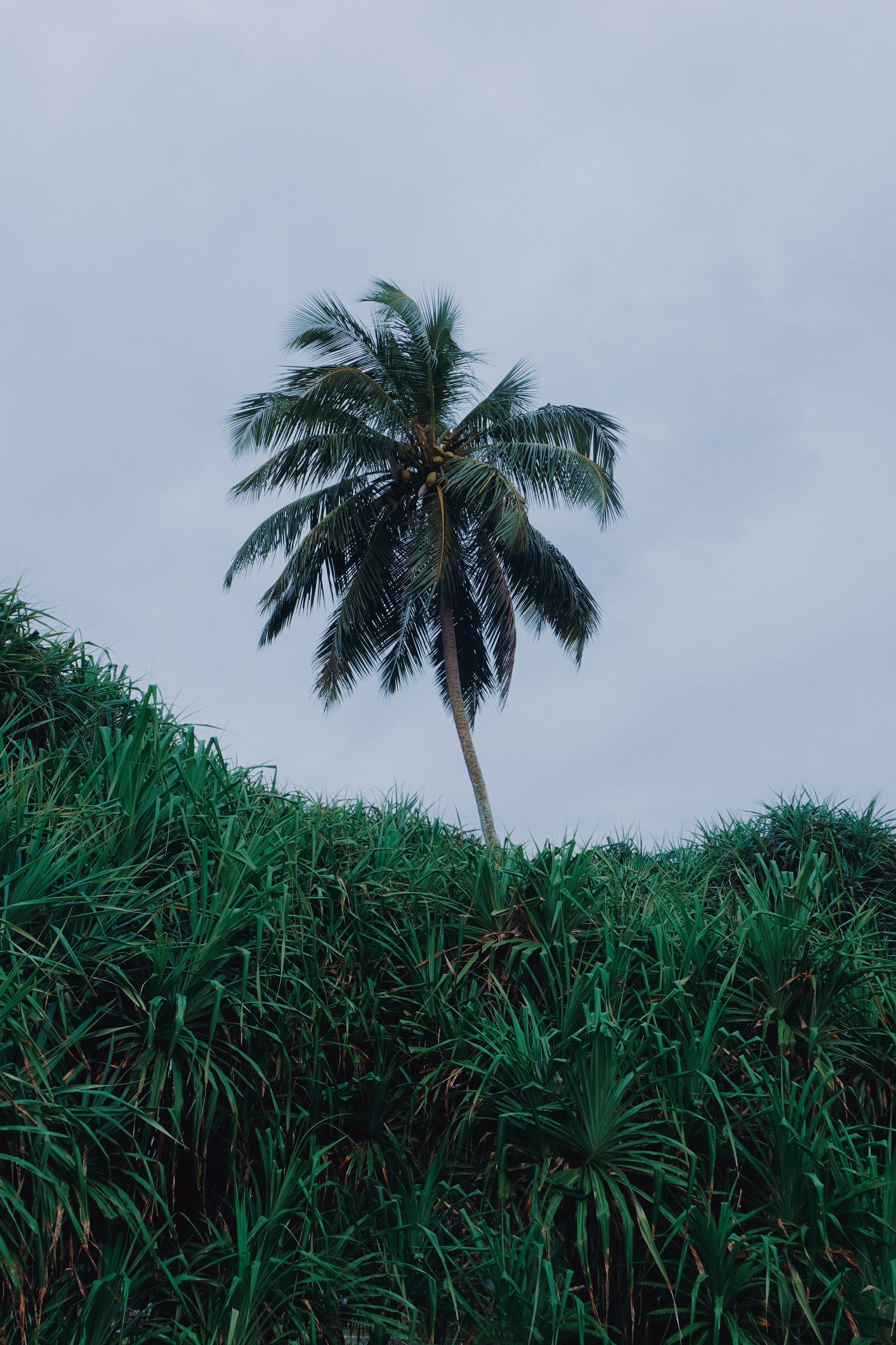 Шри-Ланка. Фотограф Алиса Аспер