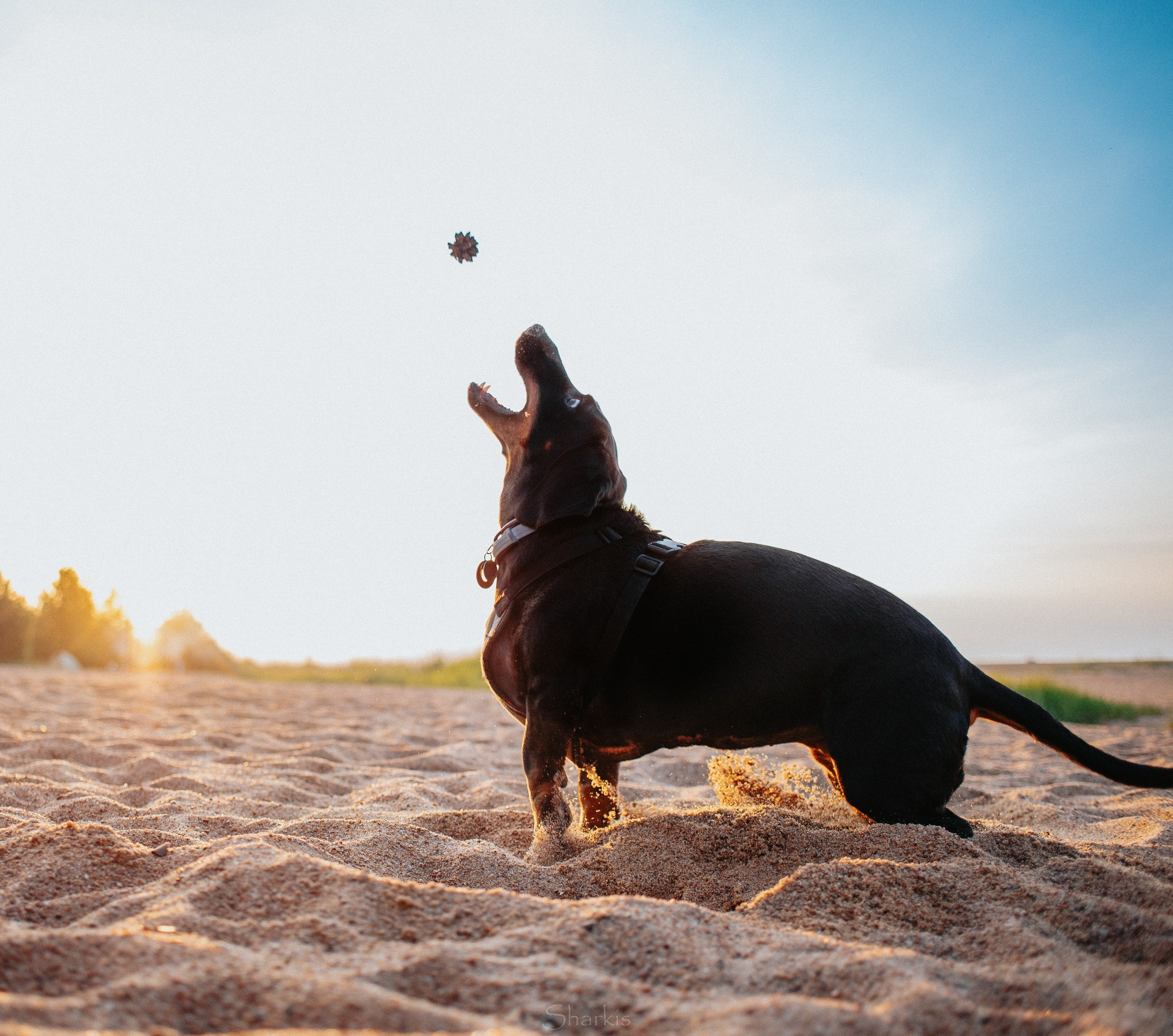 Аня и Алиса. Главная