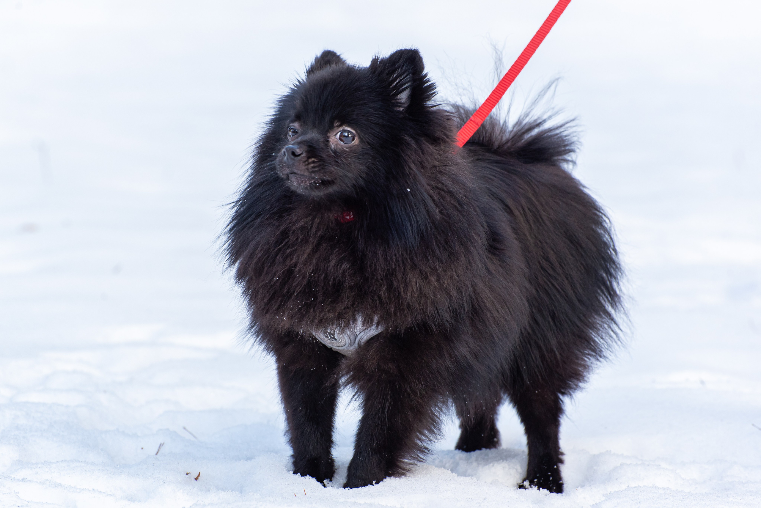 Фотосъёмка с собаками в Кинологическом лагере. Фотограф Макс Огурцов в Нижнем Новгороде
