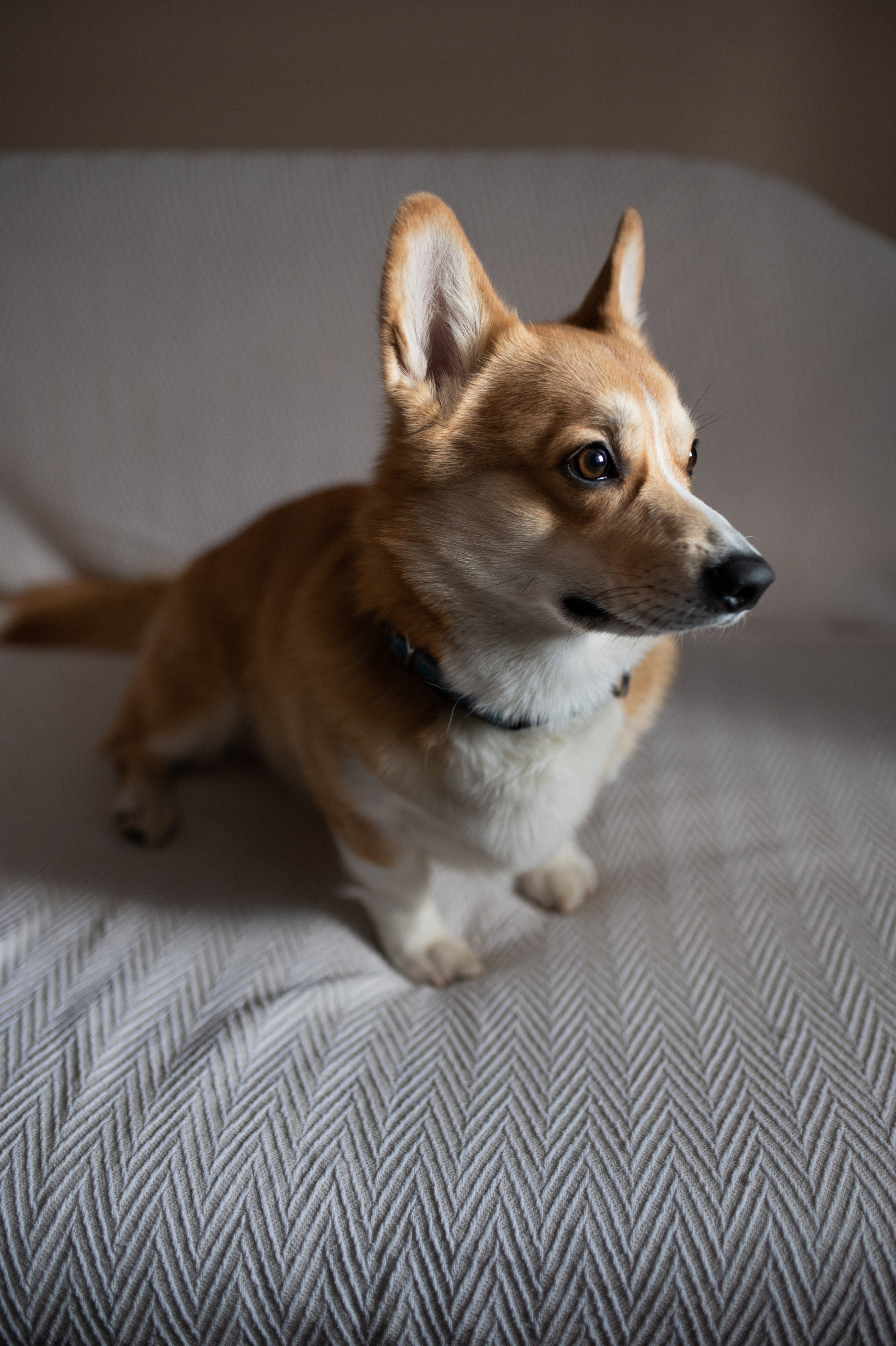 Даша, Саша, Алеся. Www.ostermiller.ru