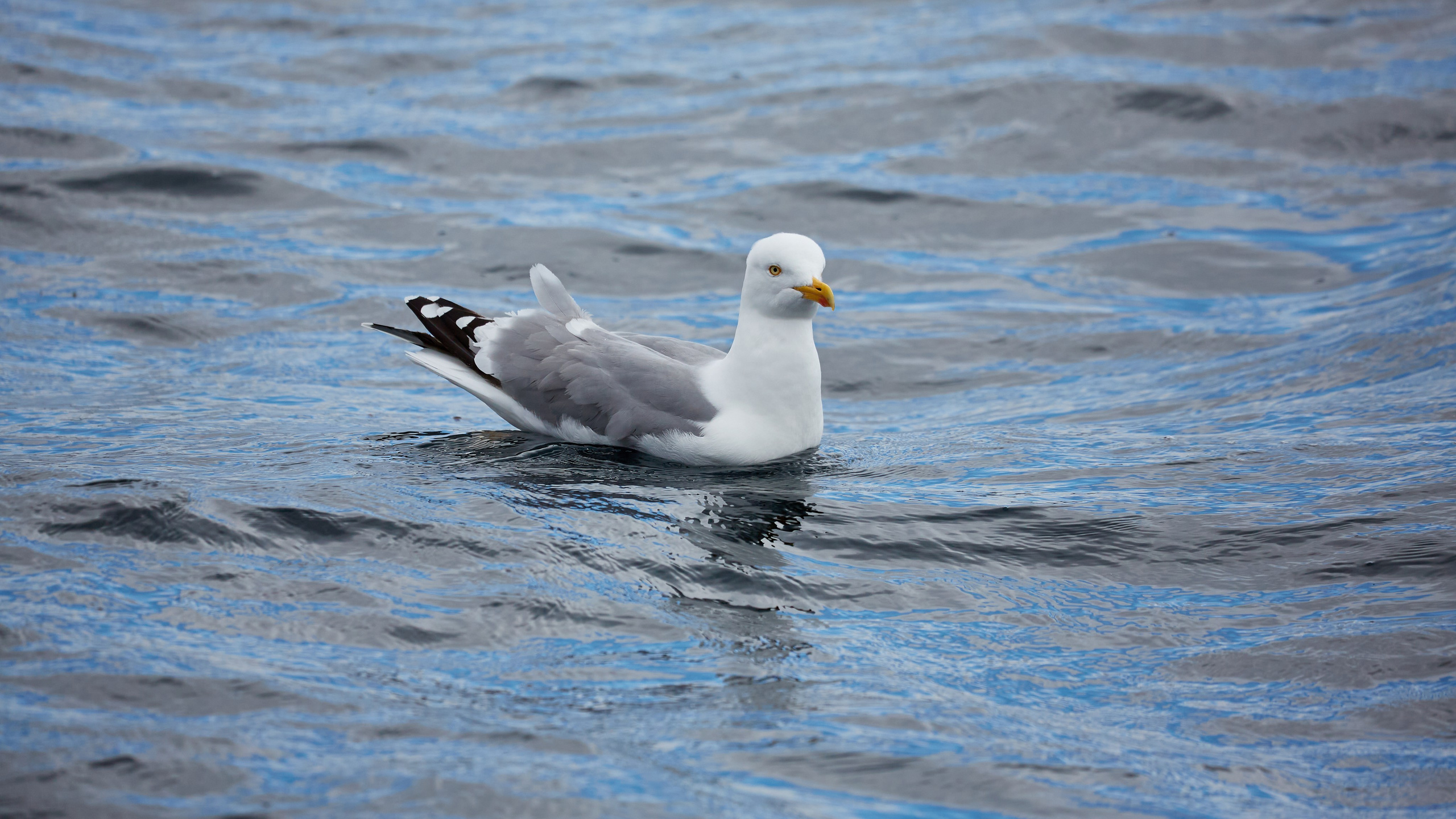 Баренцево море. Пейзажи Крайнего Севера. Баренцево море, Рыбачий, Средний, Немецкий