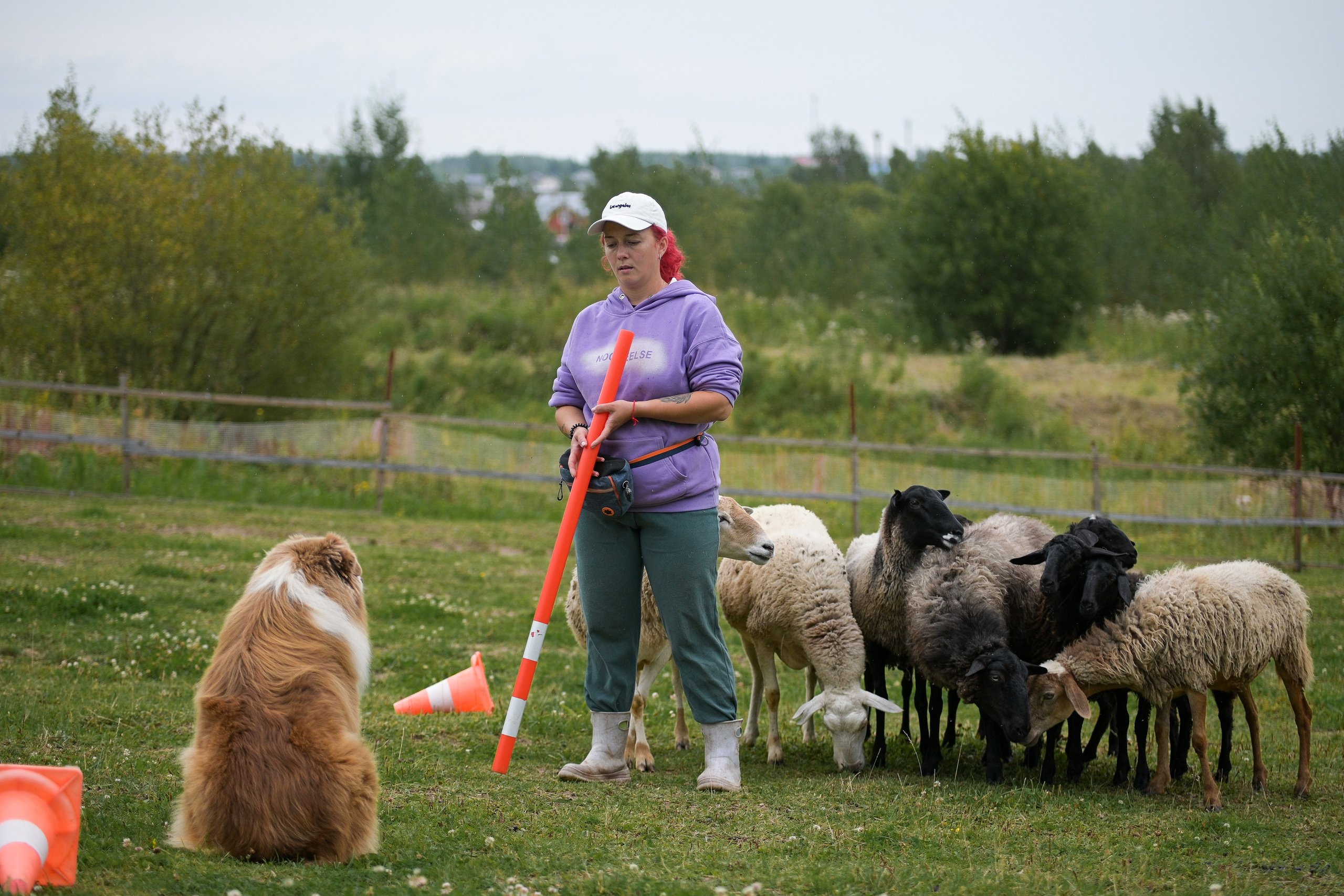 Пастьба собак. Творческий фотограф Вологда