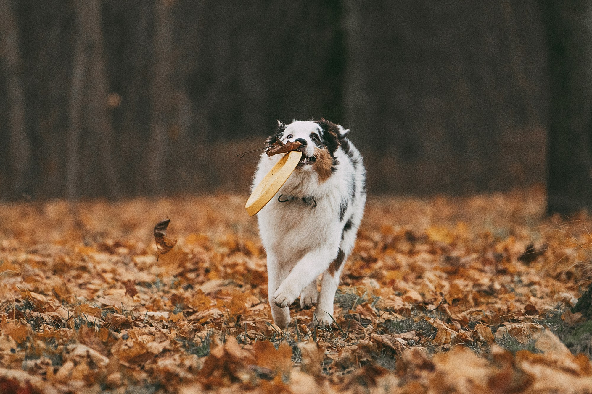 Лиза и Бублик. Фотограф анималист в Москве и Санкт-Петербурге Свиридова Анна
