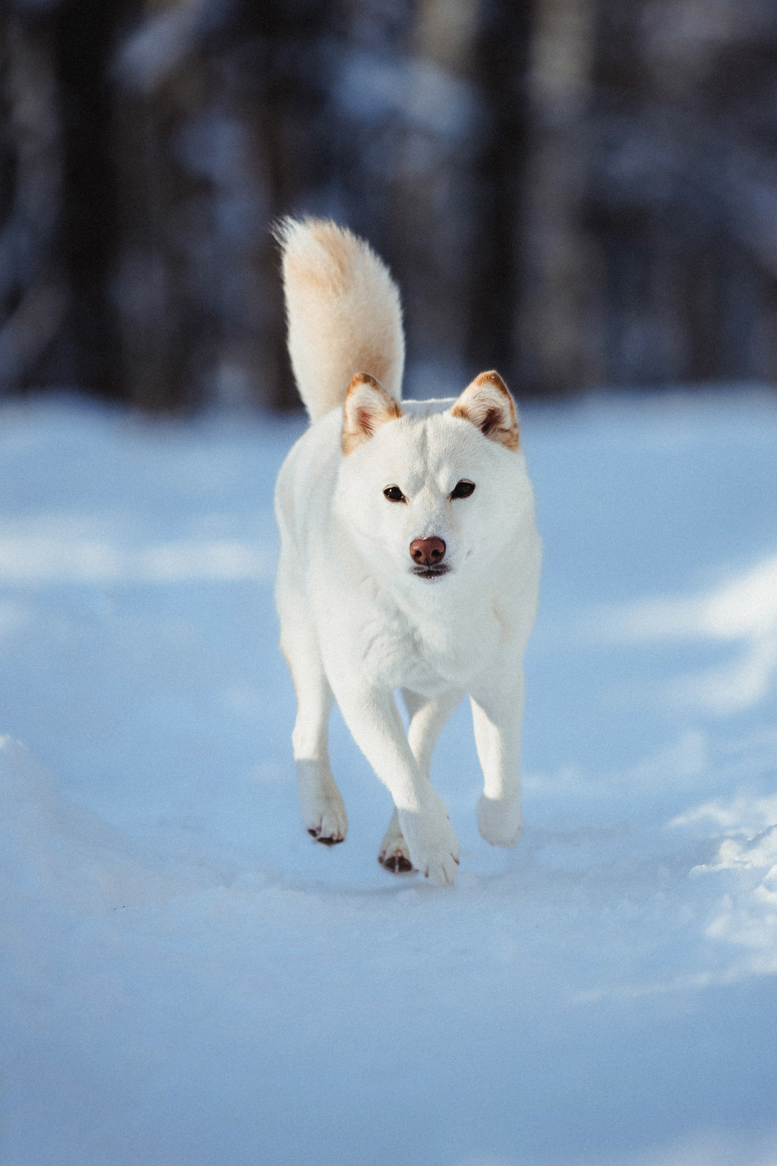 Шед, Цири и Ира