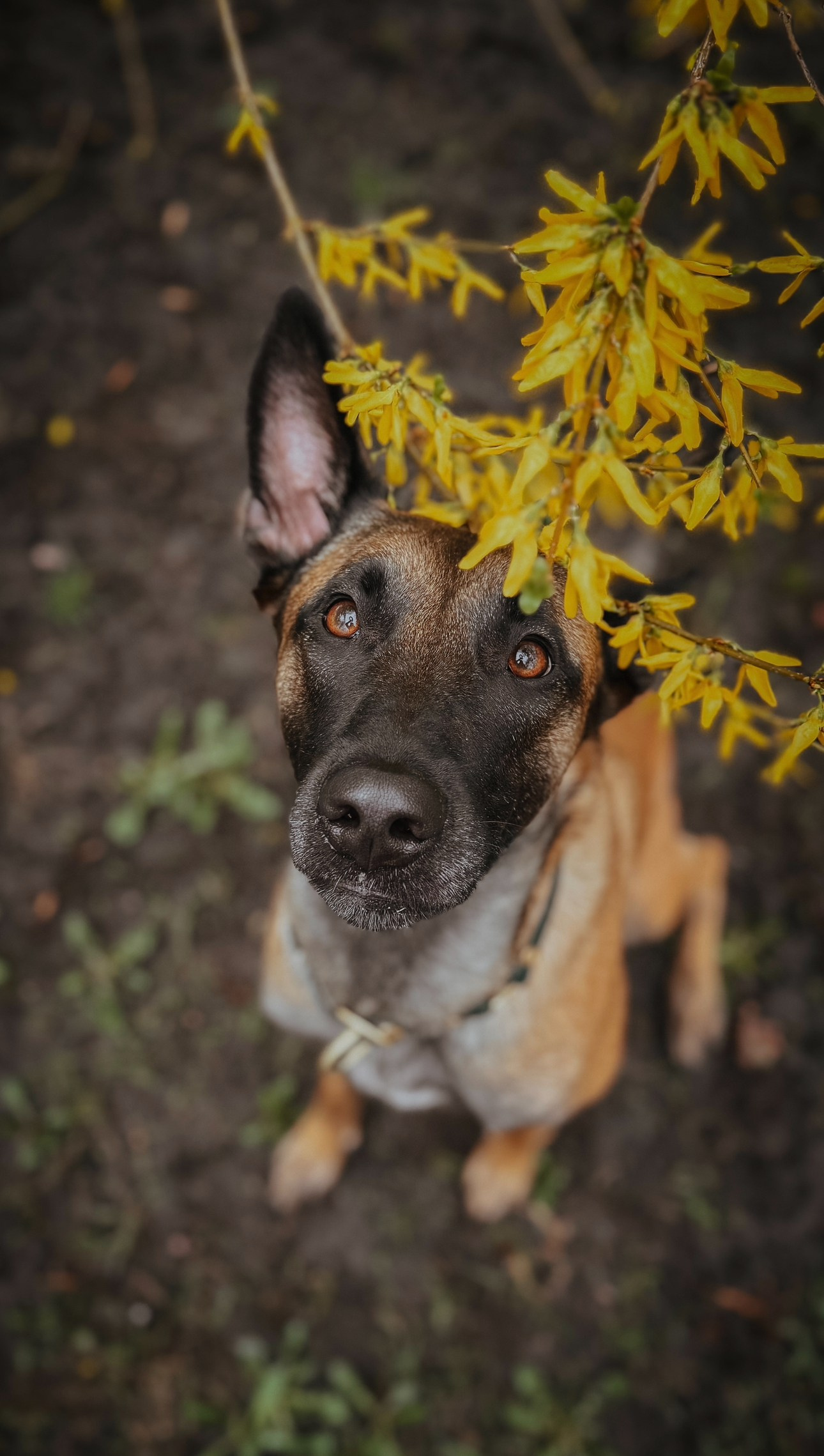Presets pack 2025. Фотограф анималист Осипчикова Мария