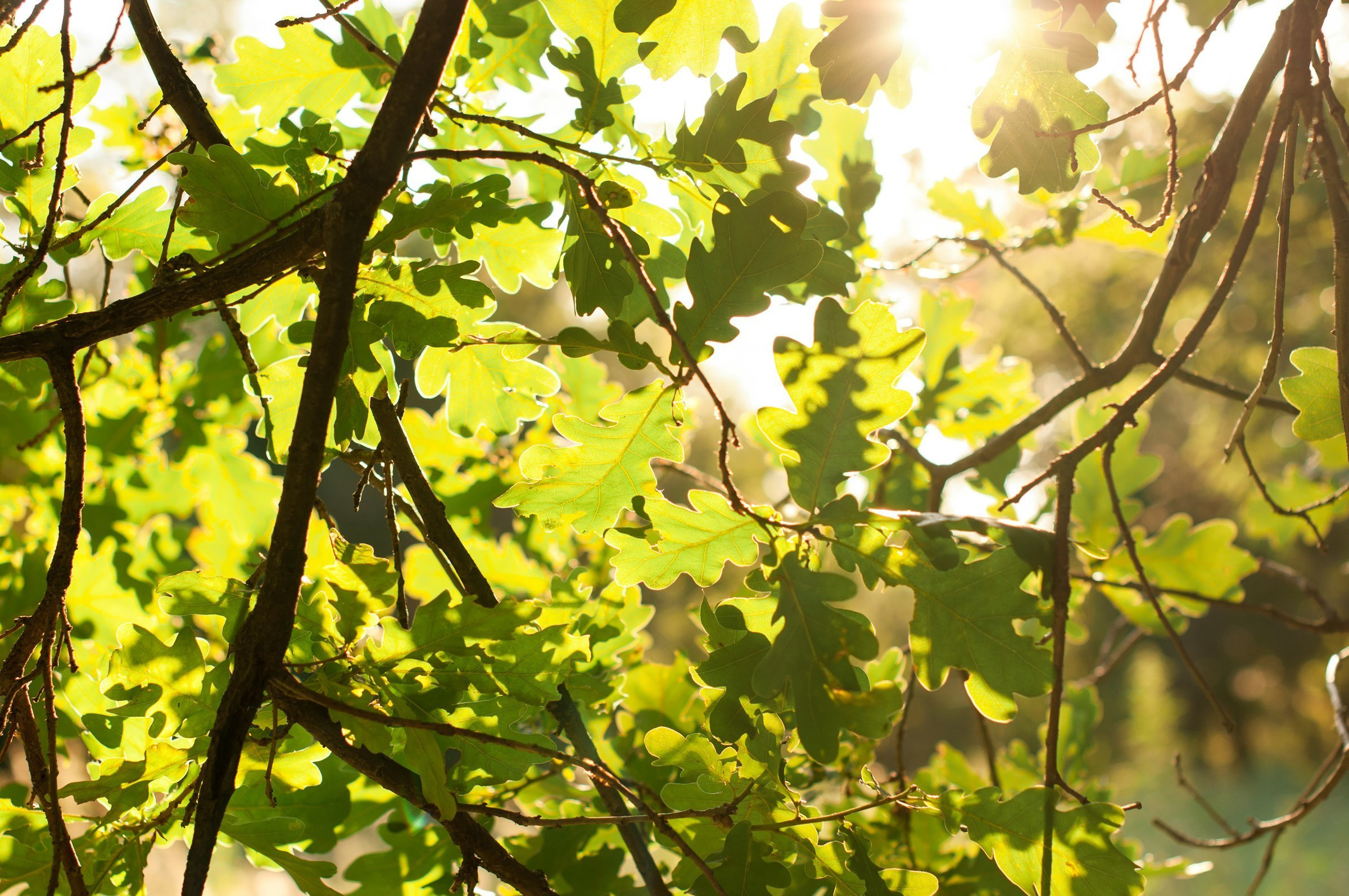 Love story. Свадебный фотограф Волгоград Роман Брызгалин и Натали Никитина