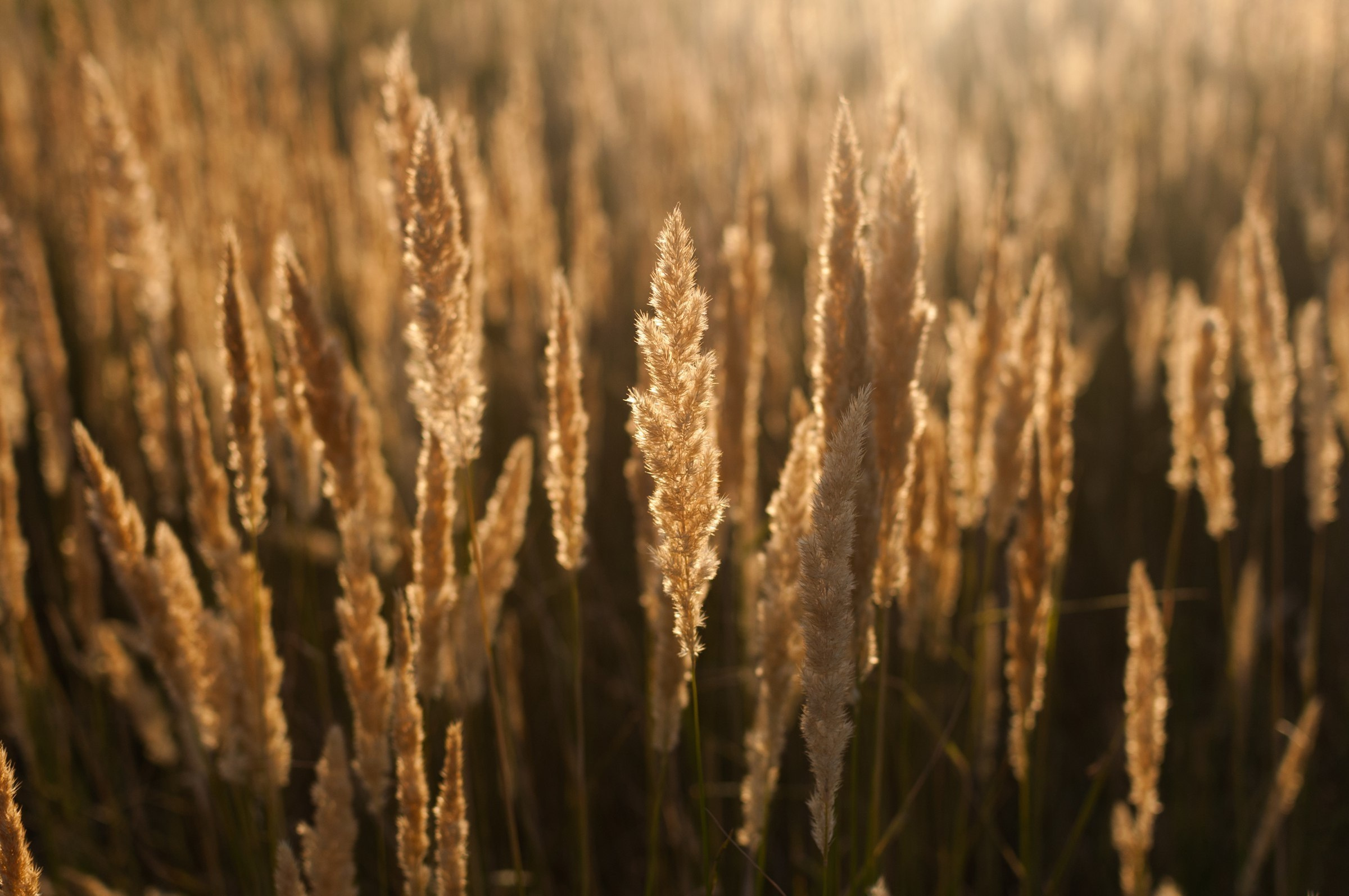 After Wedding. Свадебный фотограф Волгоград Роман Брызгалин и Натали Никитина
