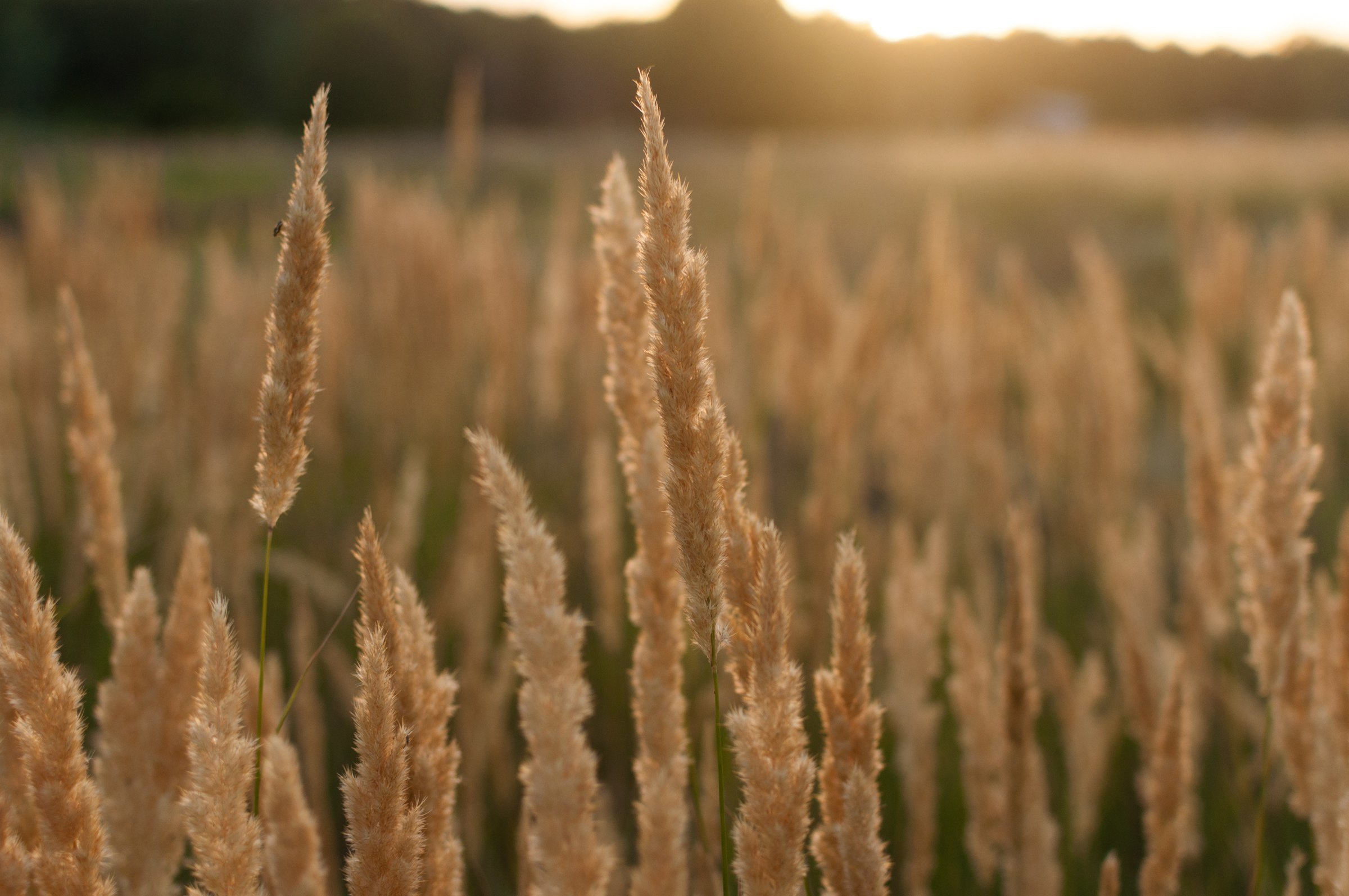 After Wedding. Свадебный фотограф Волгоград Роман Брызгалин и Натали Никитина