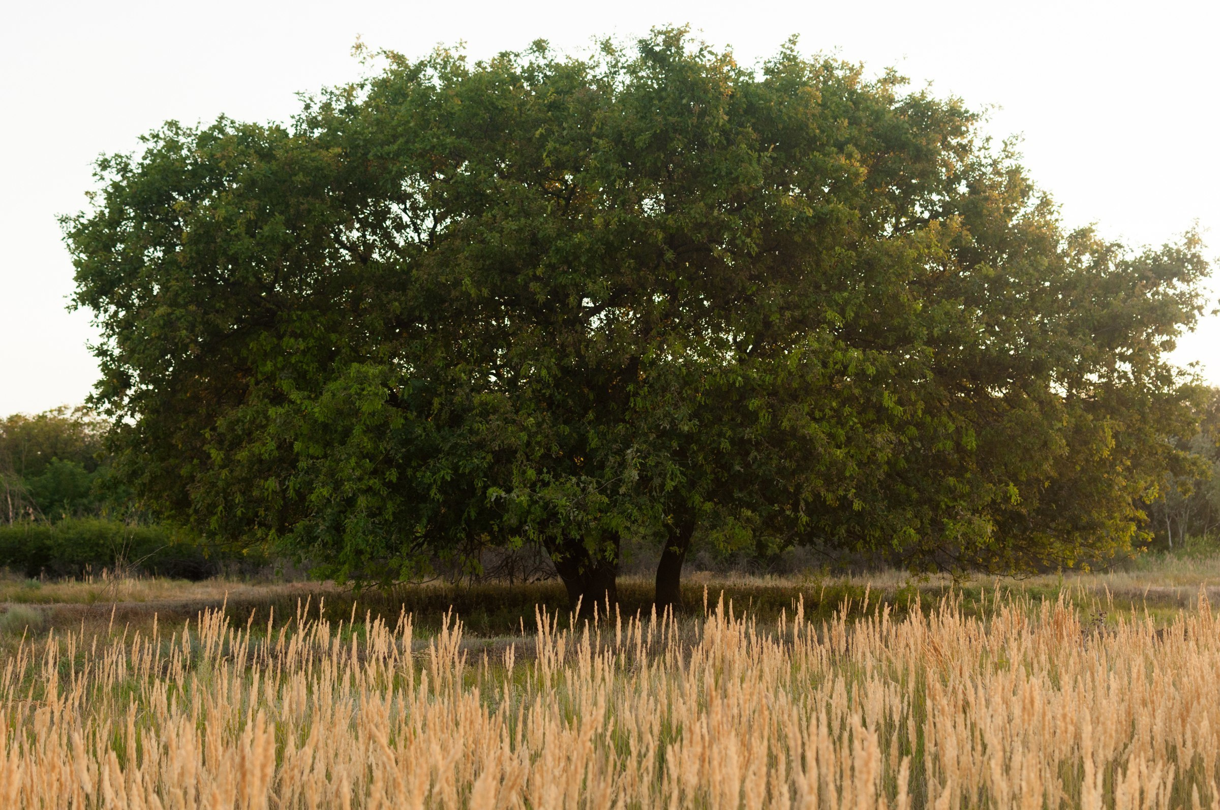After Wedding. Свадебный фотограф Волгоград Роман Брызгалин и Натали Никитина