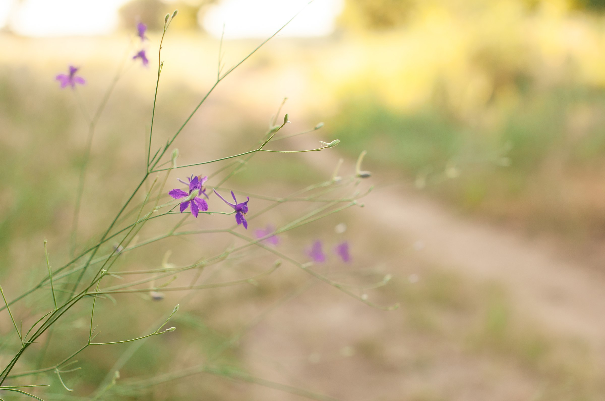 Love story. Свадебный фотограф Волгоград Роман Брызгалин и Натали Никитина