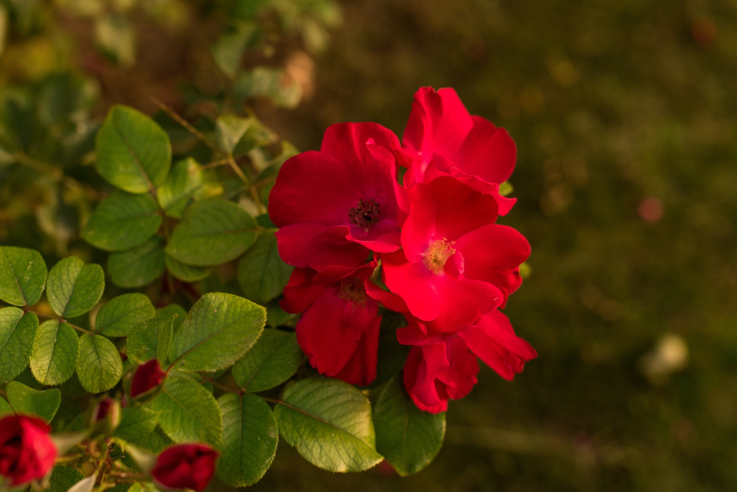 Wedding day. Свадебный фотограф Волгоград Роман Брызгалин и Натали Никитина
