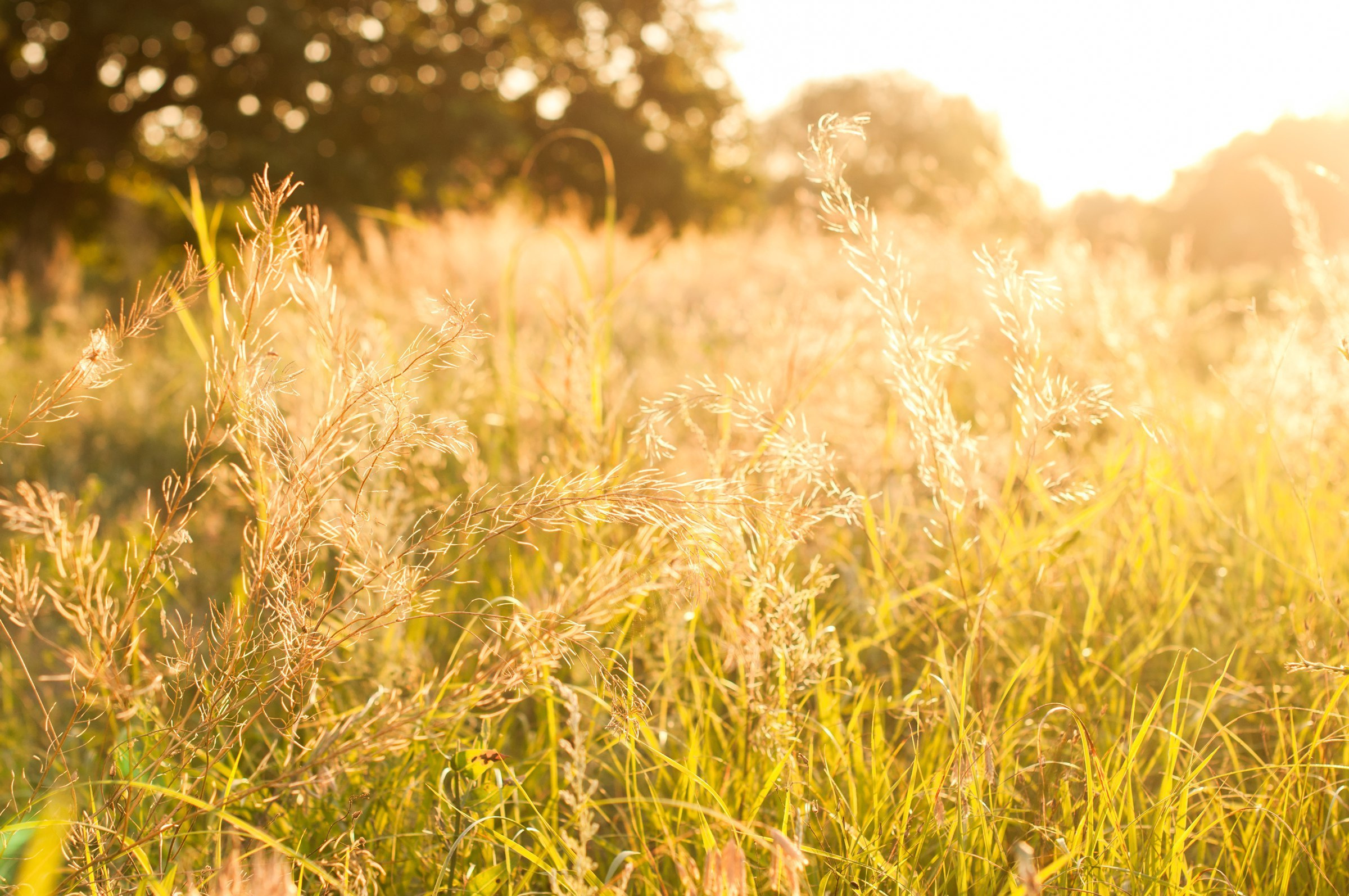 Love story. Свадебный фотограф Волгоград Роман Брызгалин и Натали Никитина
