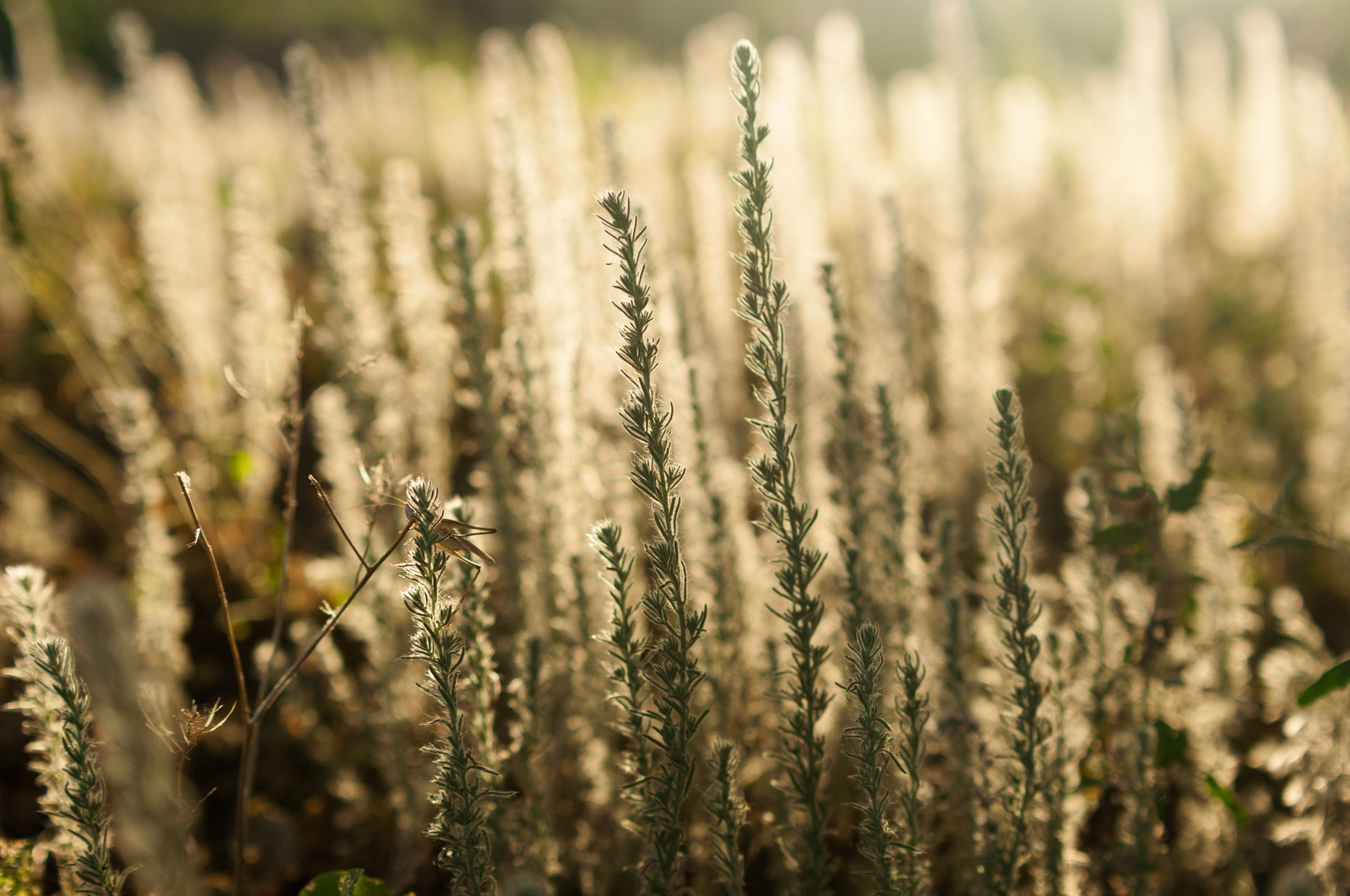 After Wedding. Свадебный фотограф Волгоград Роман Брызгалин и Натали Никитина