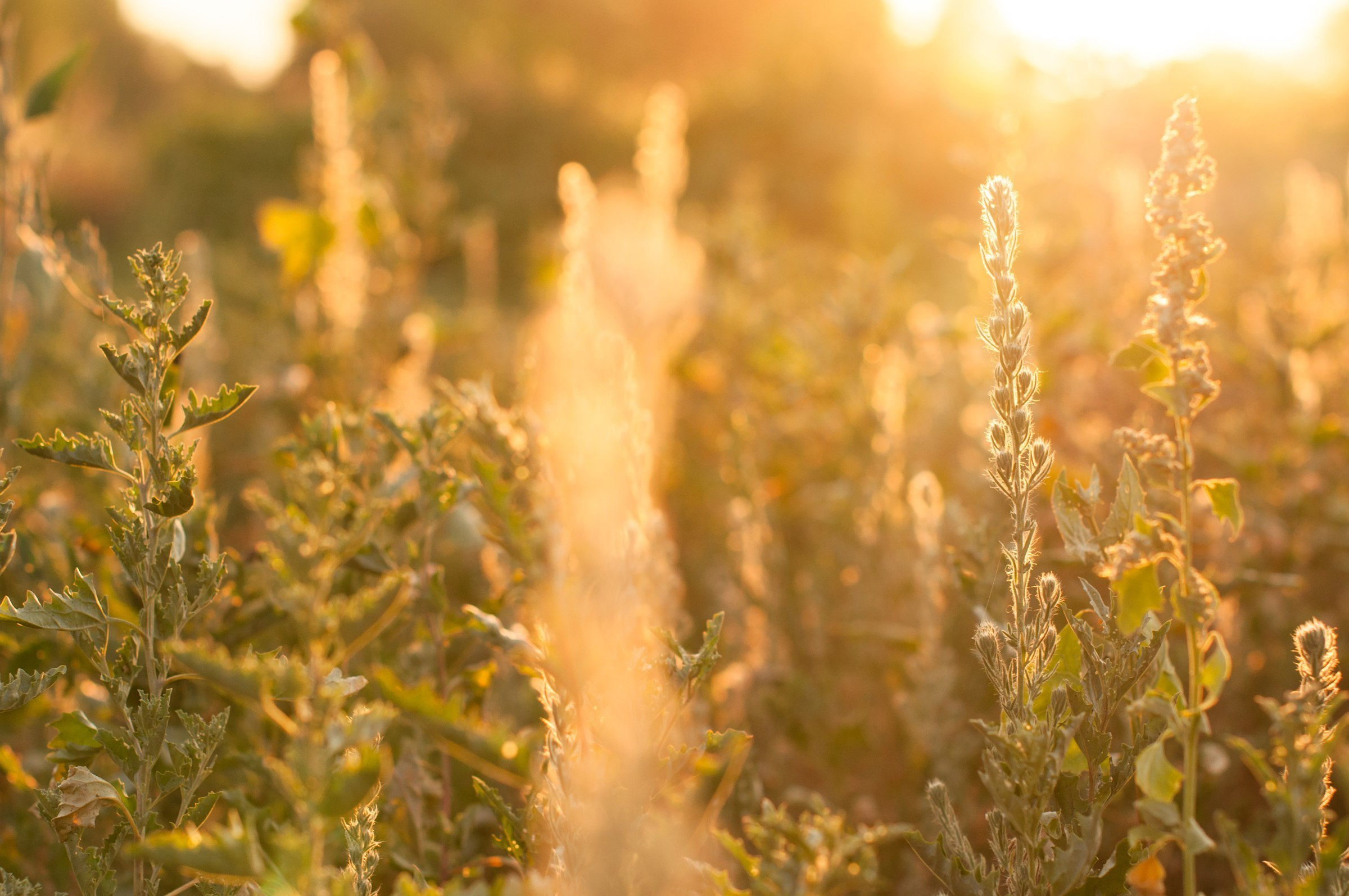 Love story. Свадебный фотограф Волгоград Роман Брызгалин и Натали Никитина
