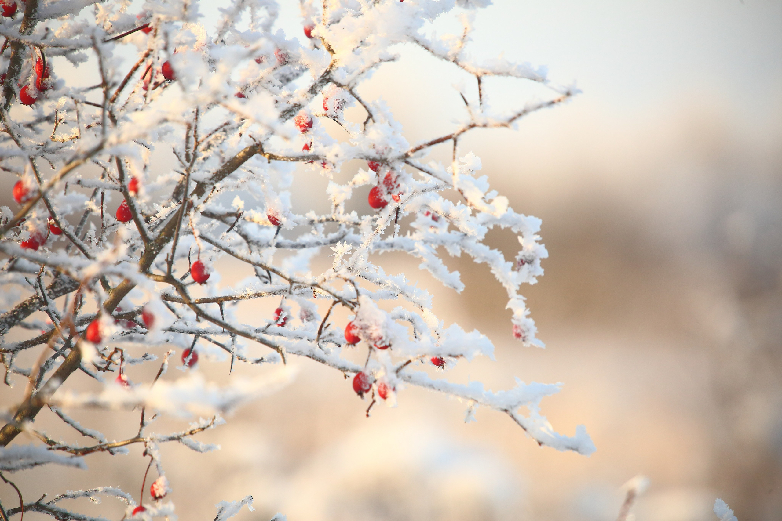 Средняя полоса. Свадебный и репортажный фотограф в Ярославле и Санкт-Петербурге Роман Микрюков