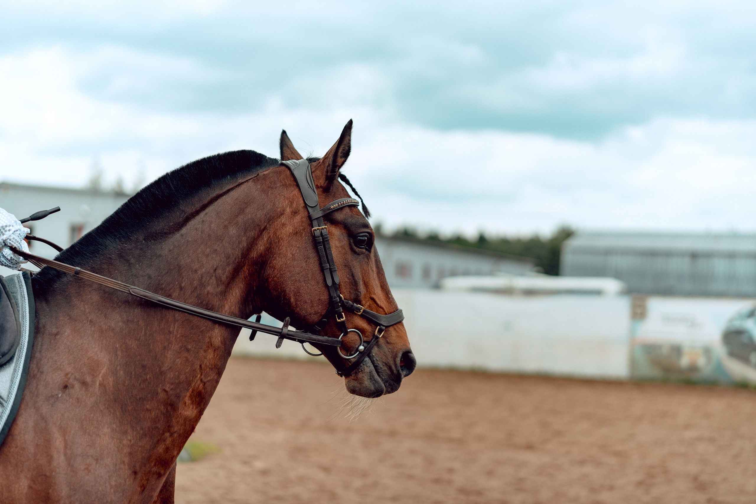Hourse. Портретный и семейный фотограф в Москве/Видное