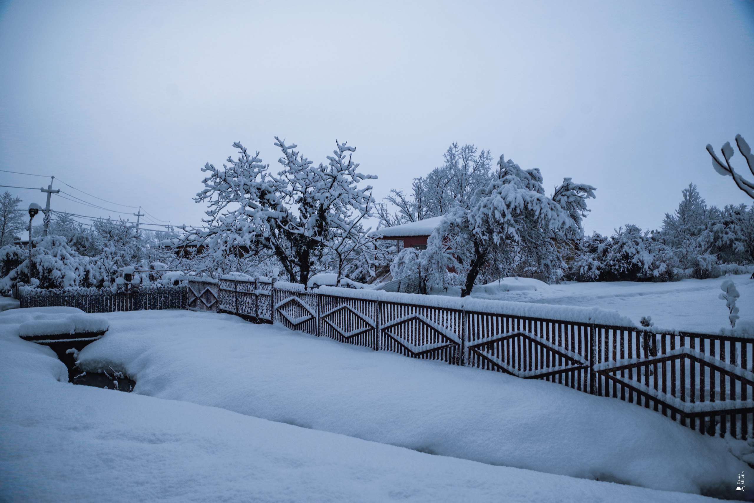 Спящий Менджи зимой. Портретный фотограф Денис Милютин