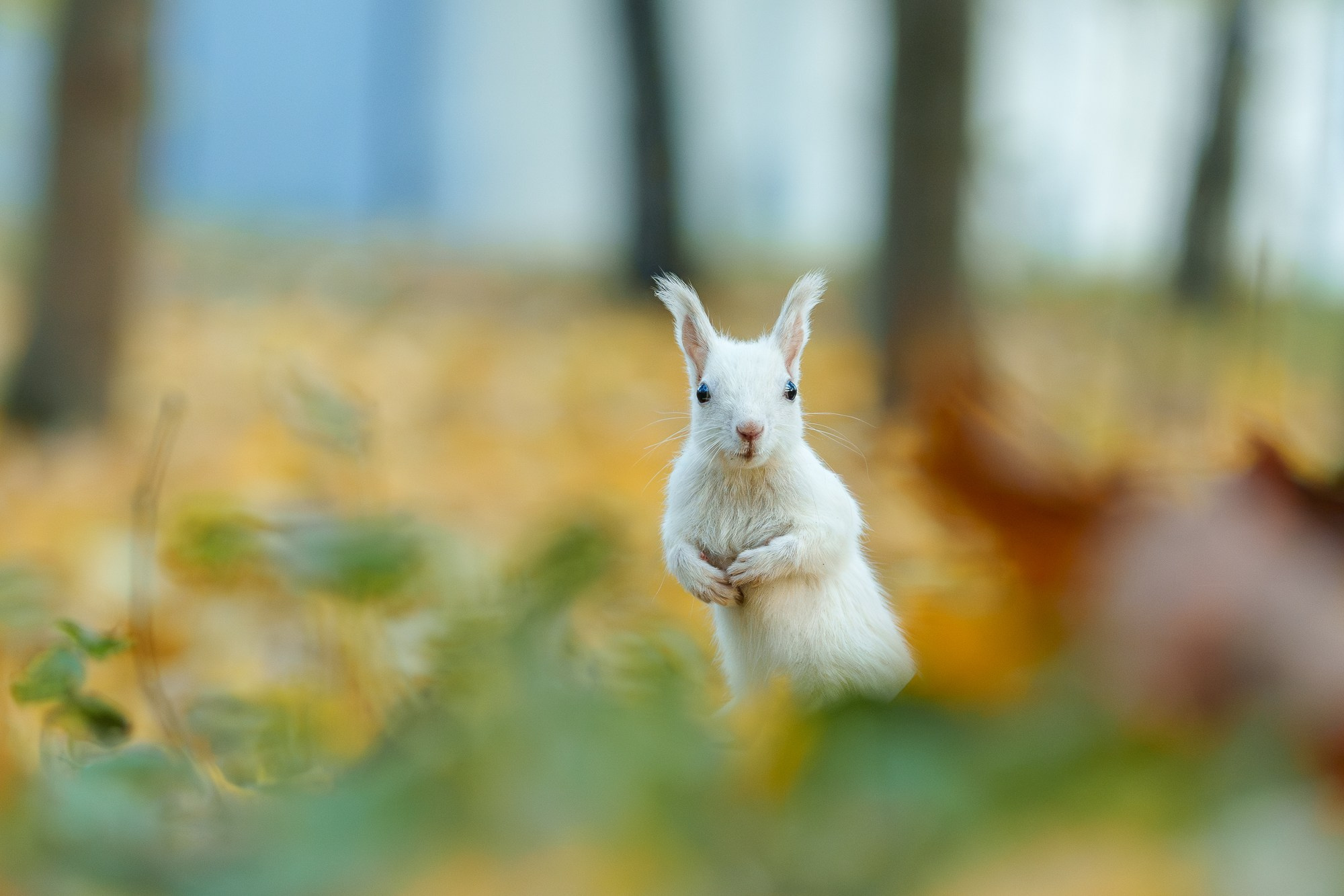 Животные. Ваш личный фотограф Марина Волкова