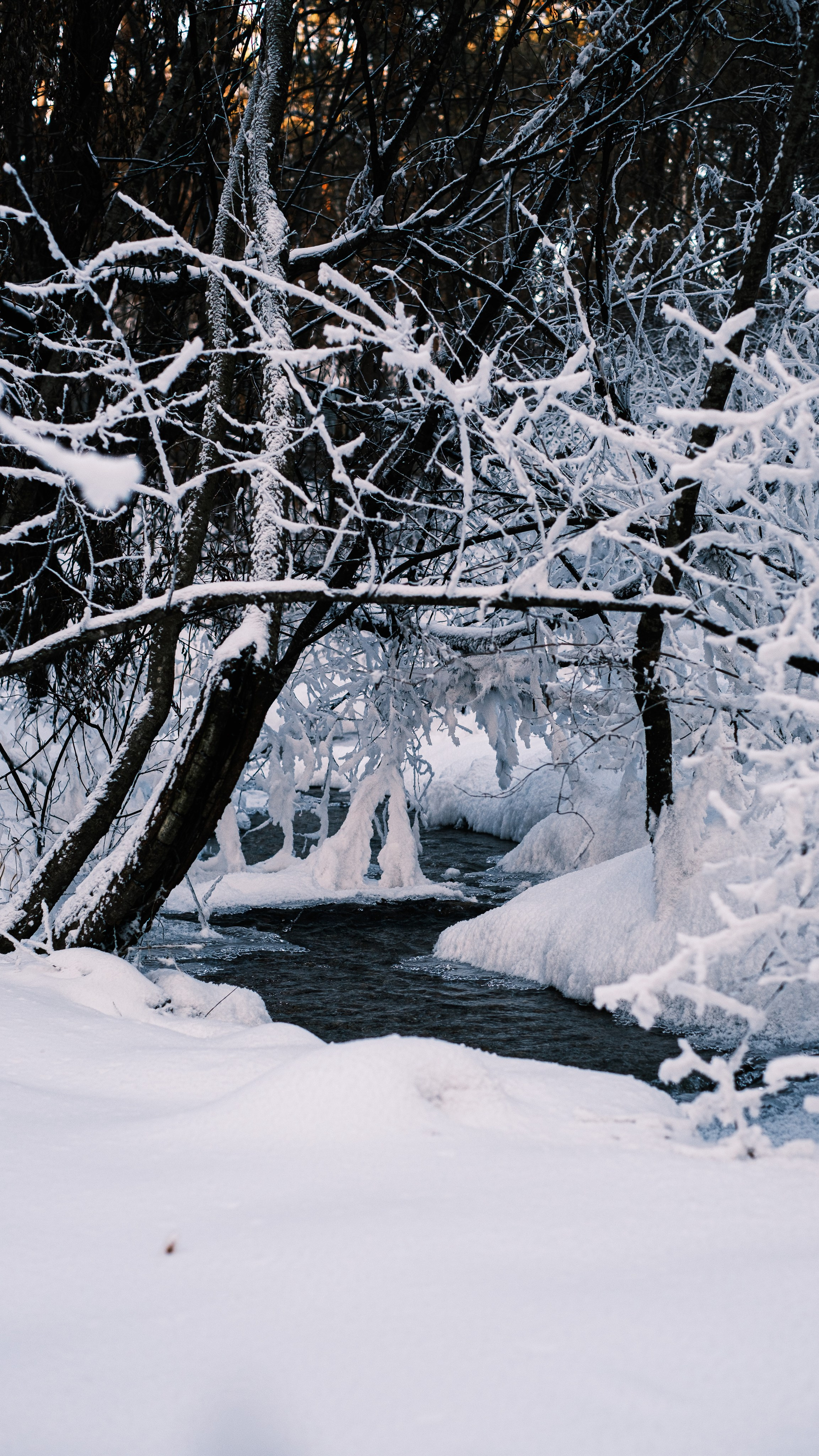 Мухинский лес зимой. Фотограф Благовещенска Яна