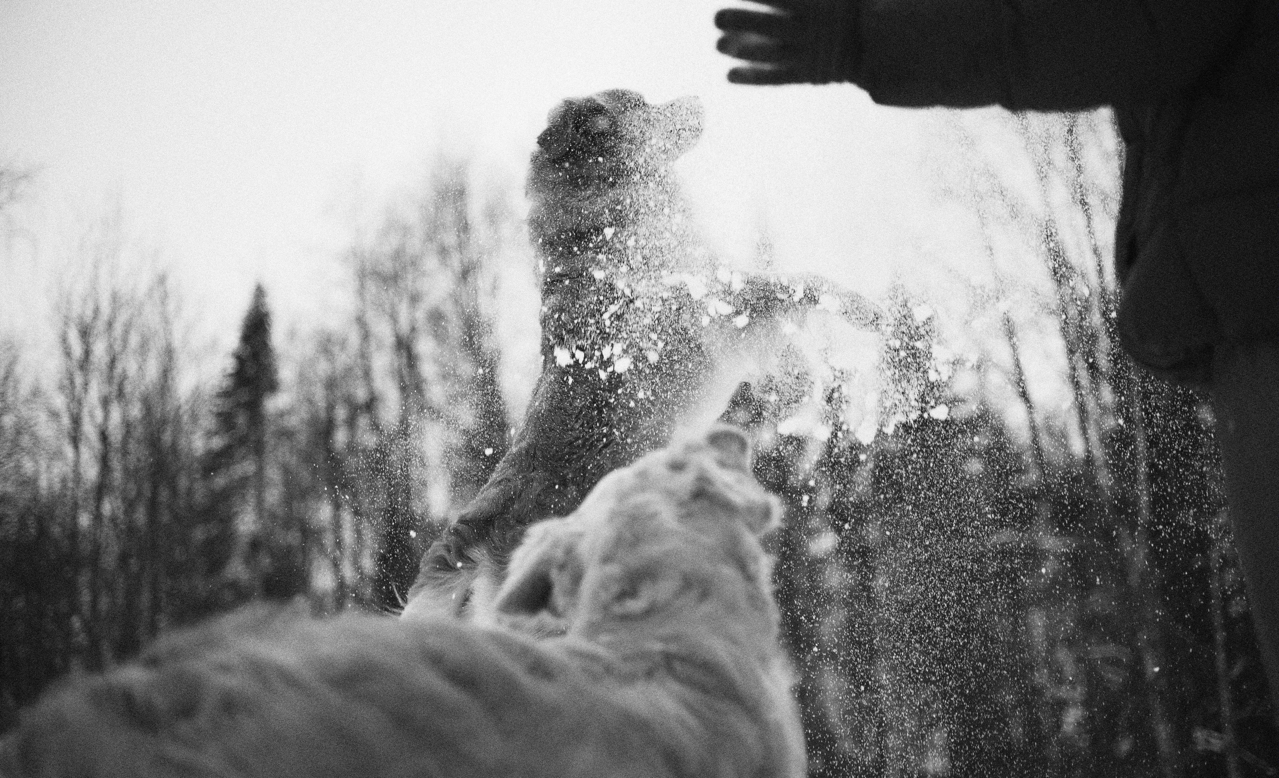 Саша, Юля, Грэй и Джой. Фотограф-анималист Богданова Полина