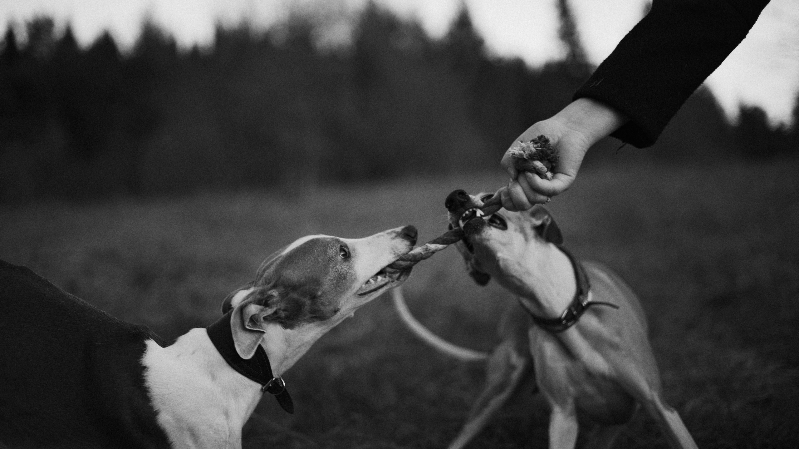 Вика, Джем и Белла. Фотограф-анималист Богданова Полина