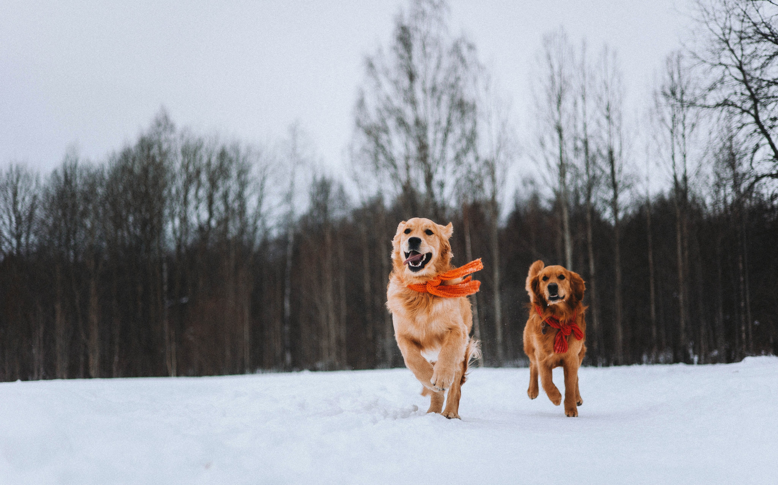 Саша, Юля, Грэй и Джой. Фотограф-анималист Богданова Полина