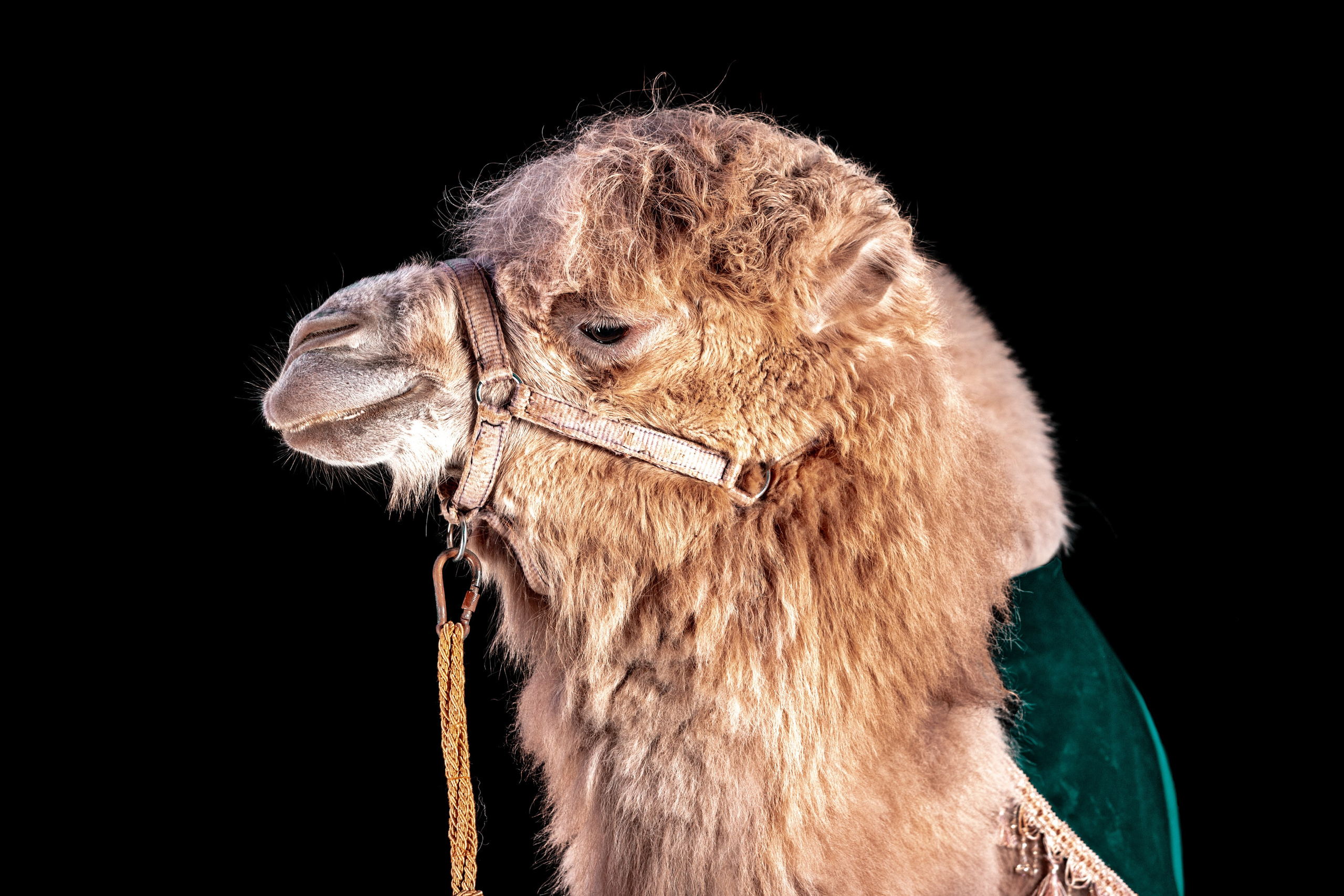 SHUSTOVI/ANIMALS. Sveta GOSHTAUTAS фотограф Пермь