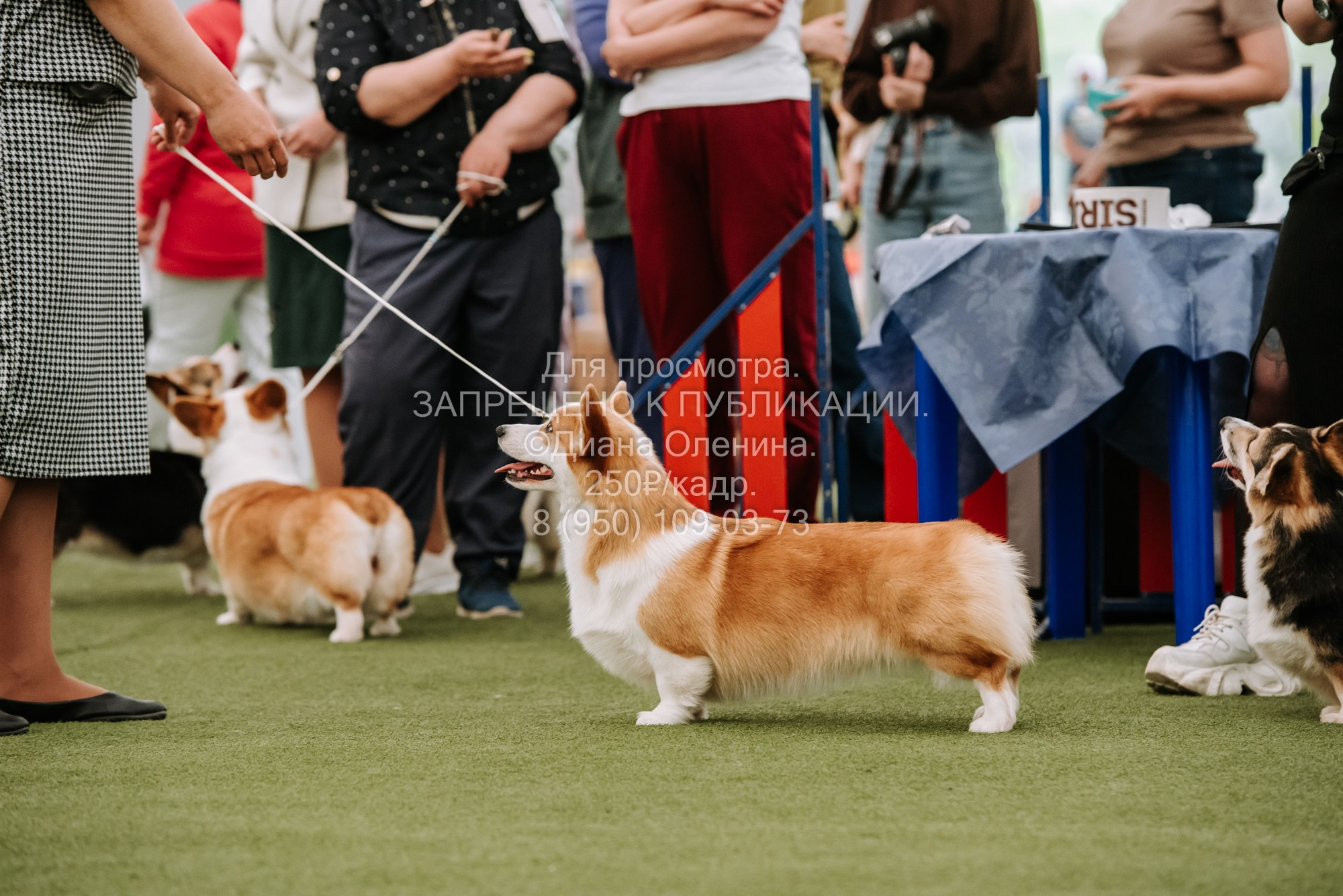 Выставка собак Красноярск 2.06. Фотограф Диана Оленина Красноярск / Братск