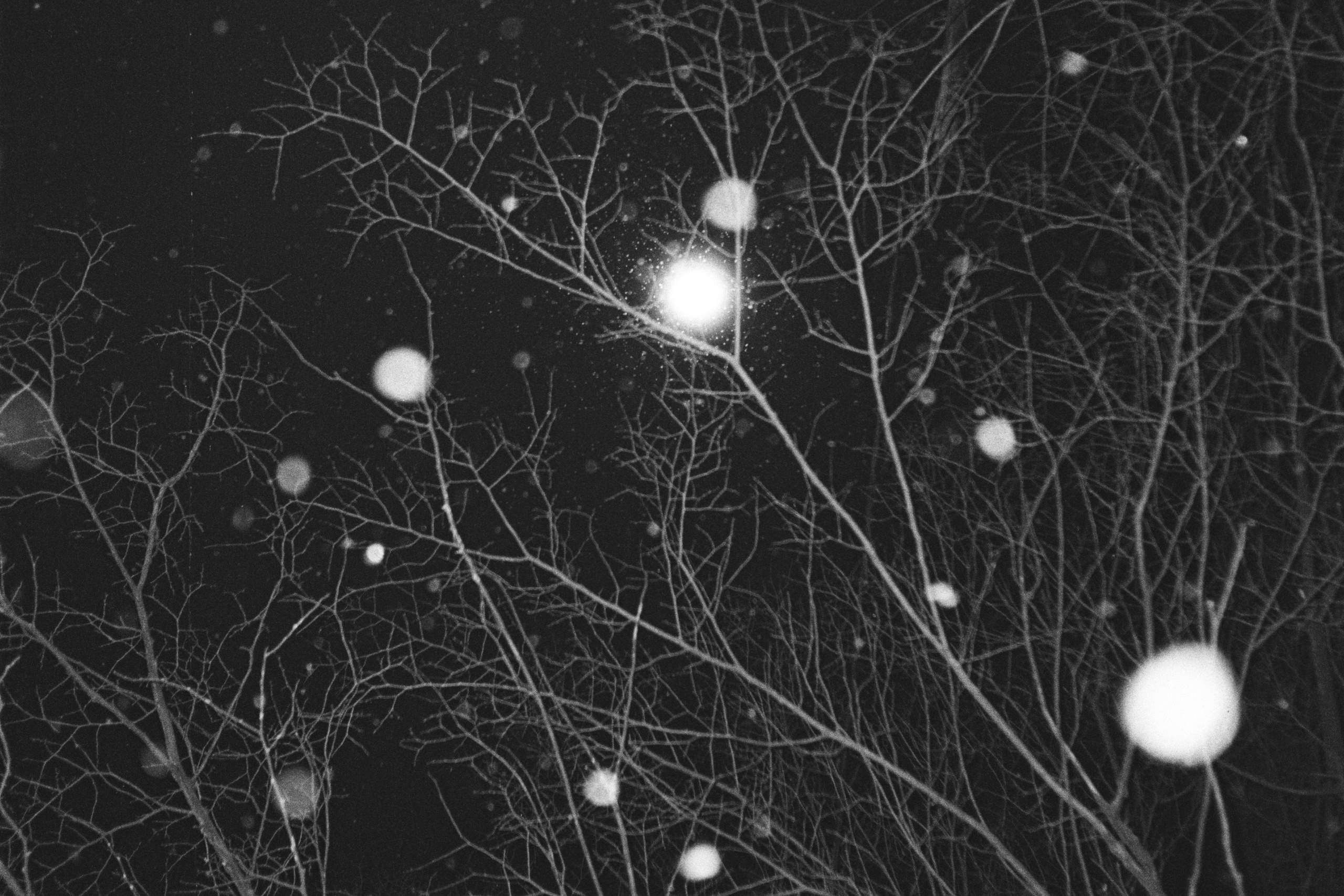 Grain. Artem Khusainov