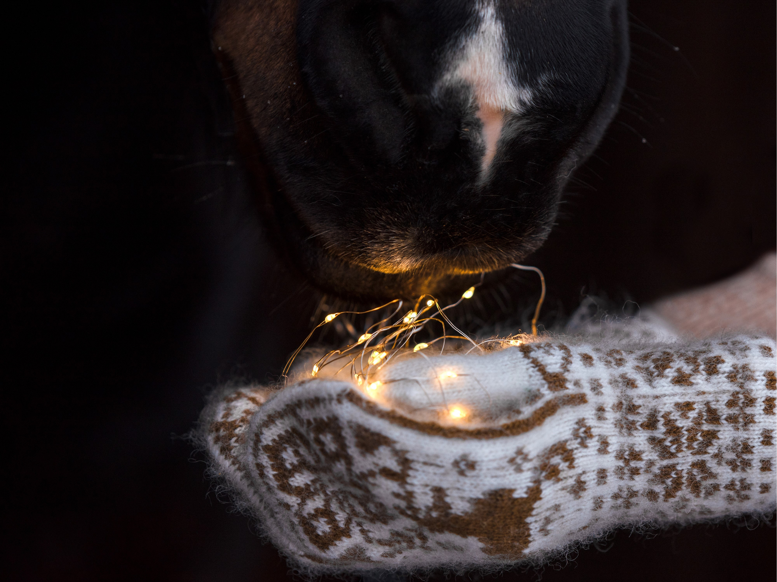 Портрет лошади, лошадь, конь, фото лошади, фотография лошади, конный фотограф, съемка лошадей, фотограф лошадей, конная фотография, конный фотограф, конный фотограф в спб, профессиональный фотограф спб, фотограф спб, ахалтекинец, рысак, спортивная лошадь, конный клуб, фотосессия с лошадьми, тракененская лошадь, зима, лошадь зимой, пейзаж, зимний лес свободные лошади, орловец, орловский рысак, орловская рысистая порода, новый год, новогодняя фотосессия, съемки с лошадьми, фото с лошадью