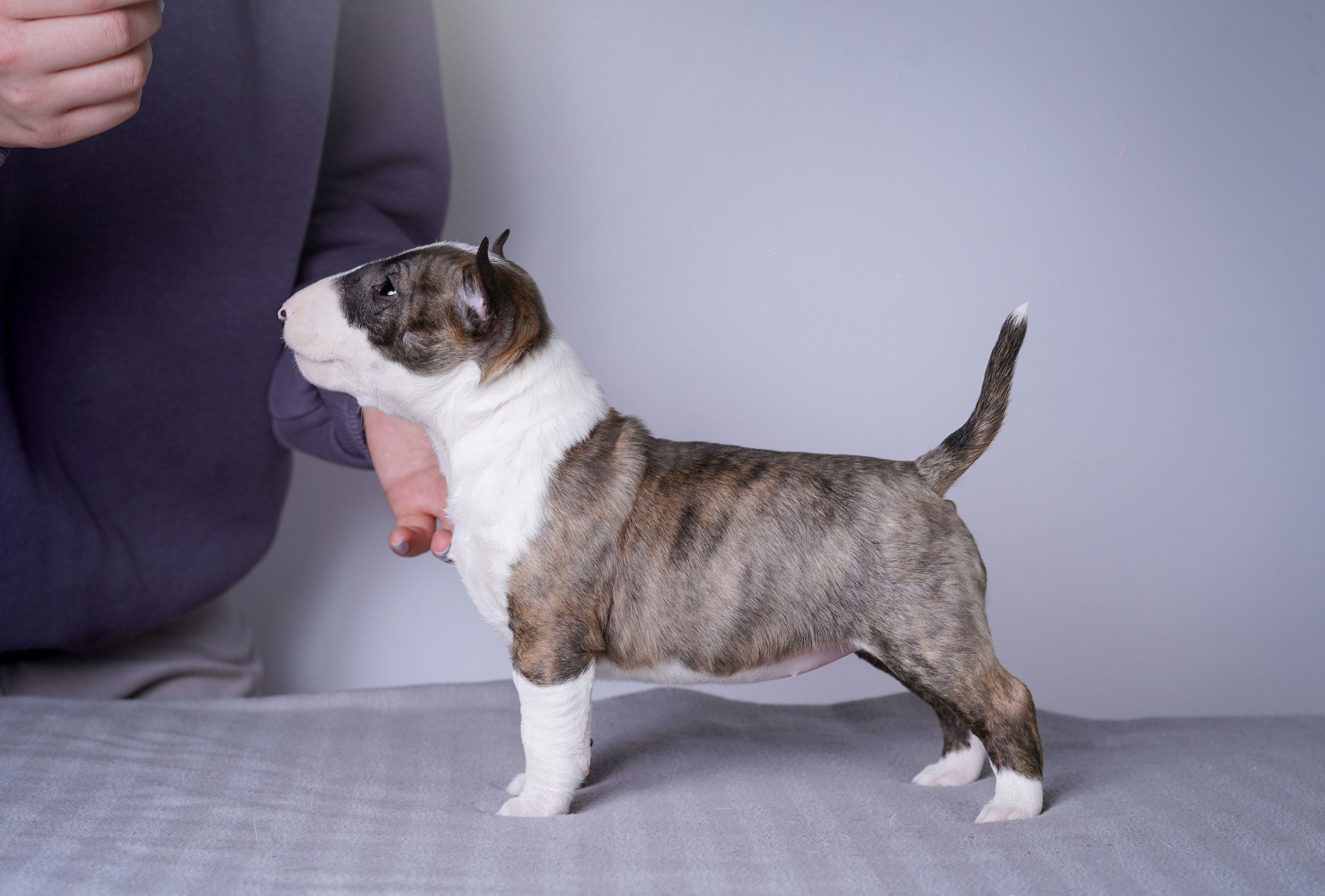 Щенки минибуля. Фотограф-анималист в Санкт-Петербурге Яна Мартынова