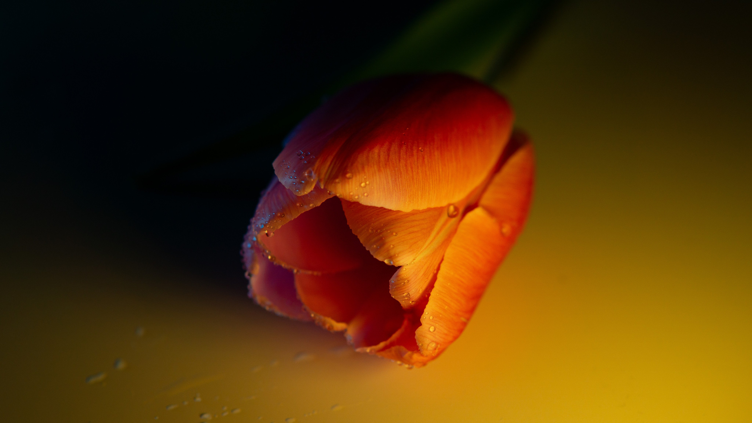 Цветы и свет. Фотограф в Москве Юлия Першина