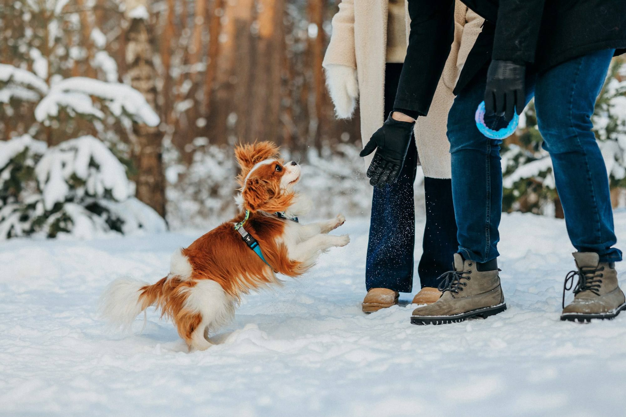 Юля, Илья и Майкл. Фотограф-анималист Елена Радченко, Москва