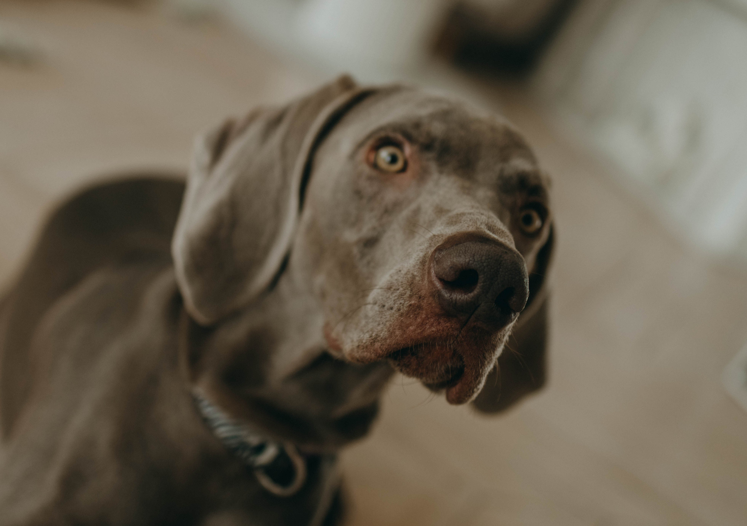 Фотосессия в студии с собакой. Фотограф-анималист в Екатеринбурге | Кристина