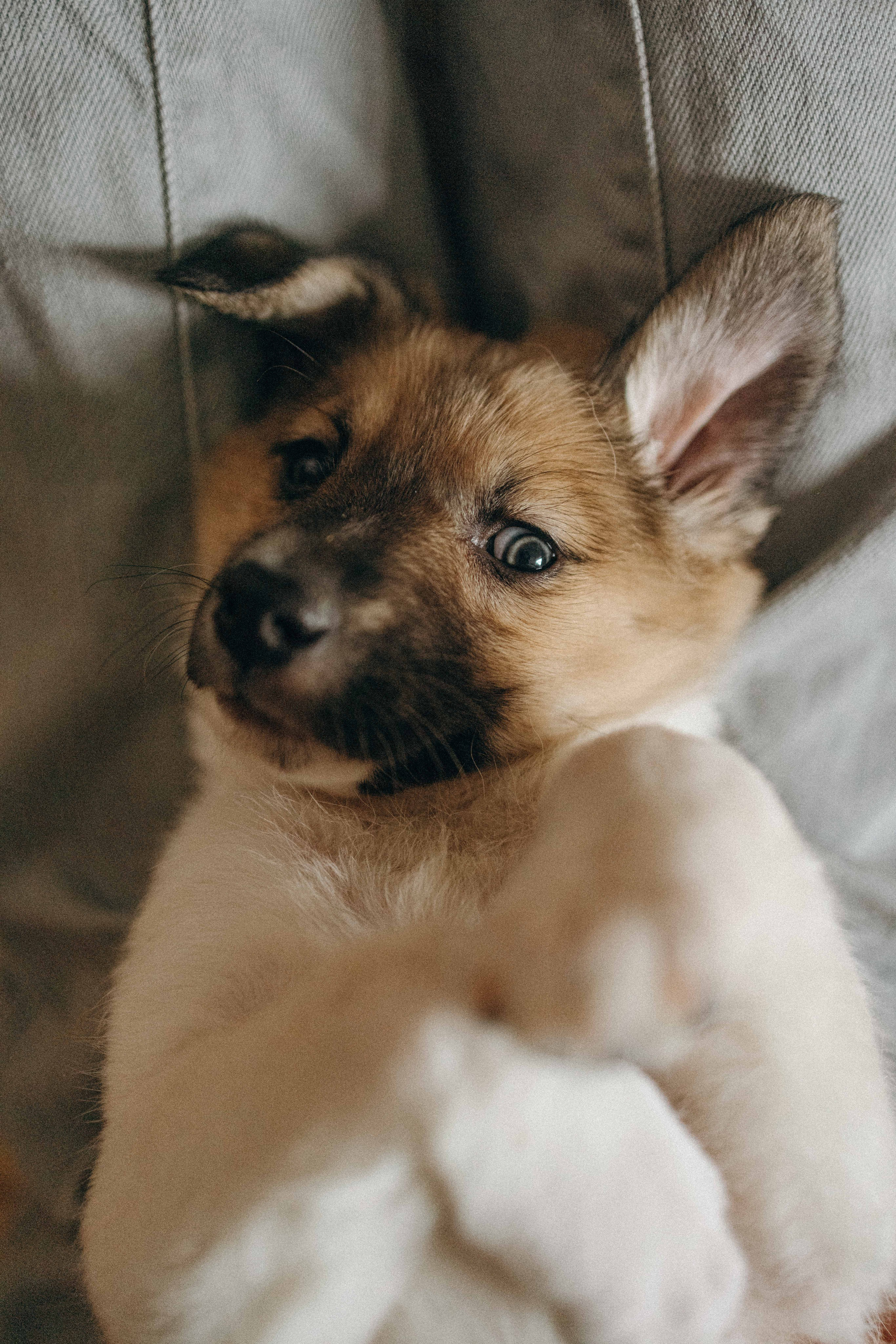Щеночки. Фотограф-анималист в Москве Лера Черноног